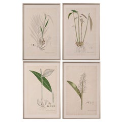 Set of 4 Vintage Hand Drawn Botanicals