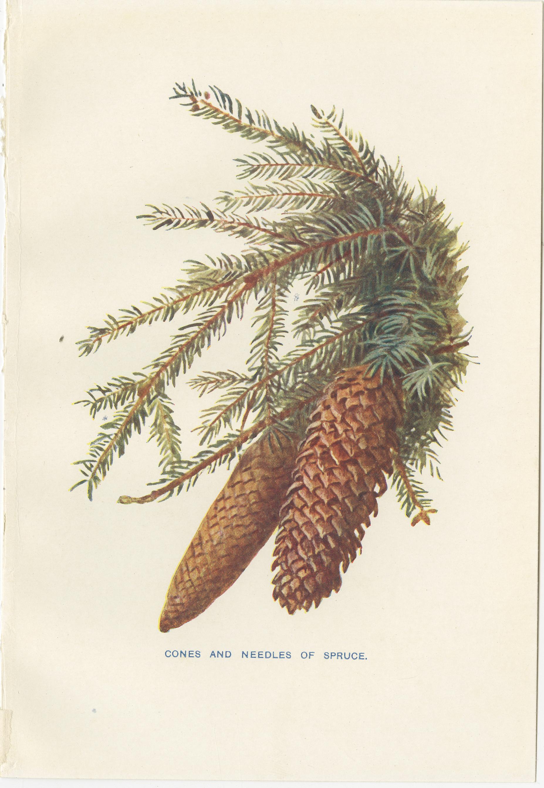Antique print of various pine trees and pine cones titled 'Cones and Leaves of Cypress - Cones and Needles of Spruce - Cones and Needles of Cedar of Lebanon - Cone and Leaves of Stone Pine'. Source unknown, to be determined. Published circa 1930.