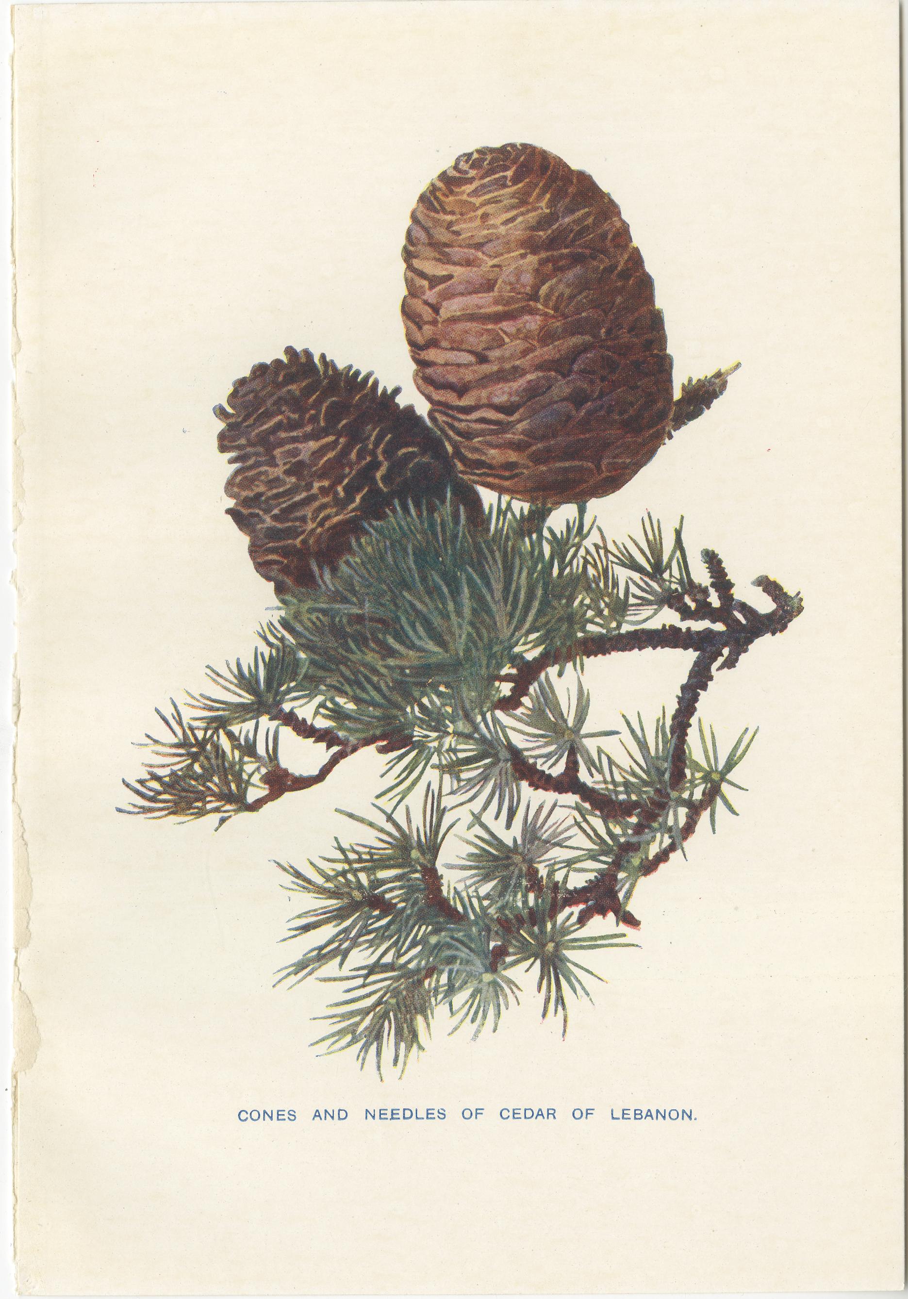 do cedar trees have pine cones