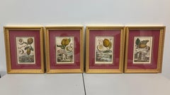 Set of 4 VOLKAMER Prints "Nurnbergische Hesperides" / Johann Christoph Volkamer