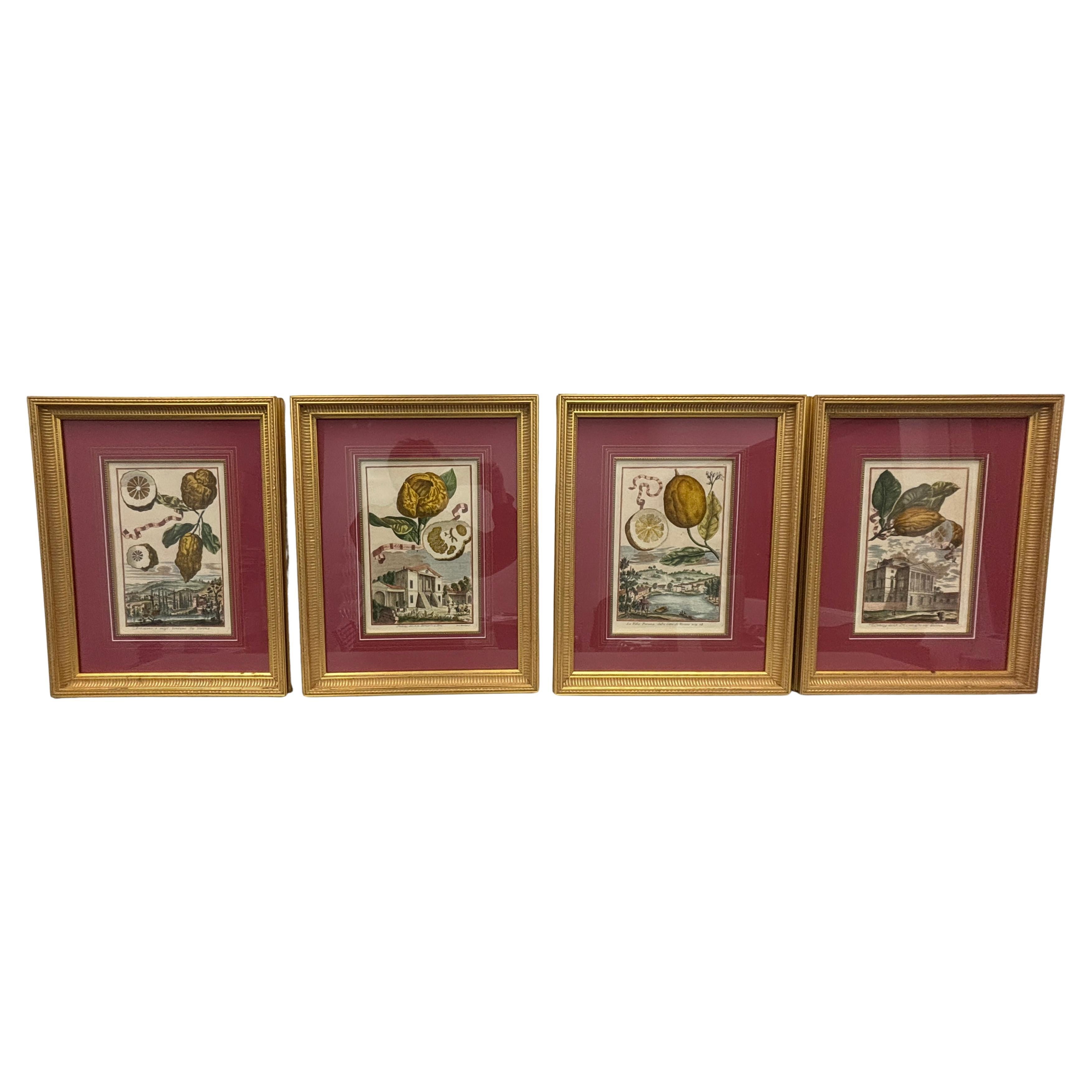 Satz von 4 VOLKAMER Drucken "Nurnbergische Hesperiden" / Johann Christoph Volkamer