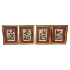 Set of 4 VOLKAMER Prints "Nurnbergische Hesperides" / Johann Christoph Volkamer