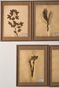 Set of 5 20th century framed Herbarium pages