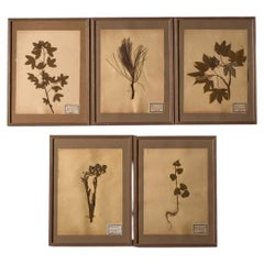 Set of 5 20th century framed Herbarium pages