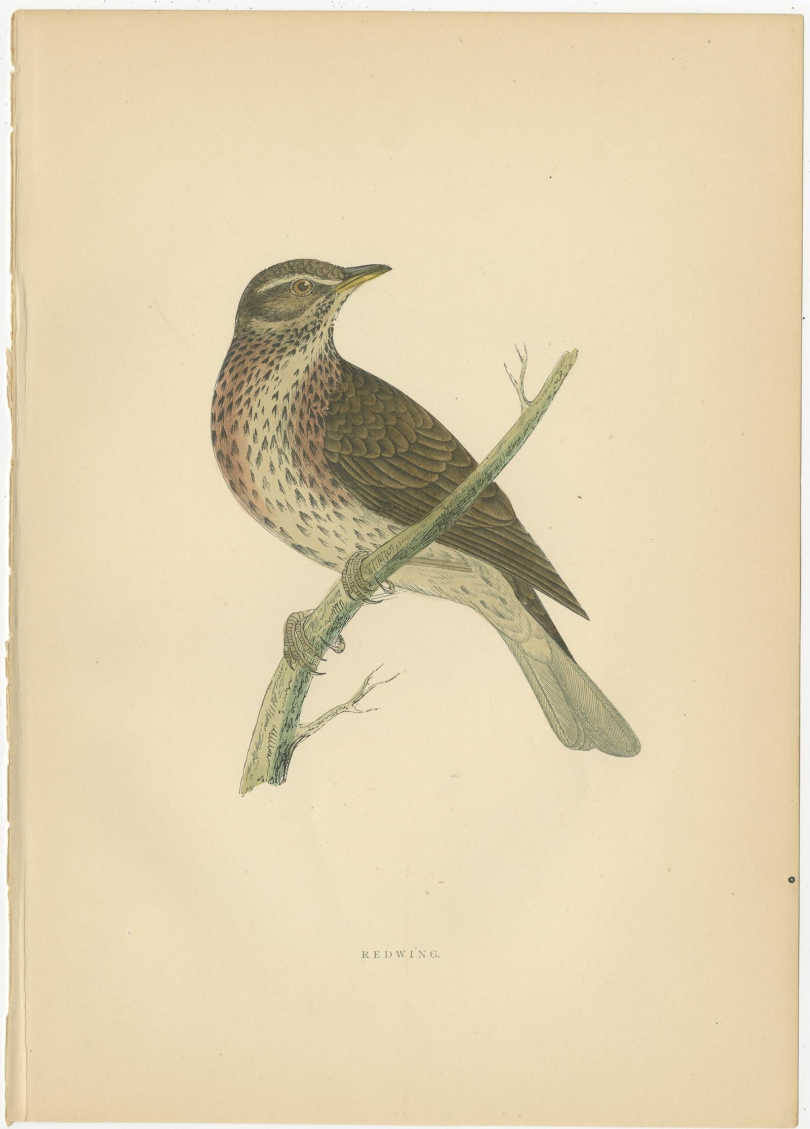 Set of five antique bird prints titled 'Crow, Redwing, Missel Thrush, Black-Throated Thrush, Fieldfare'. These prints originate from 'A History of British Birds' by Rev. Franis Orpen Morris. Published circa 1860.