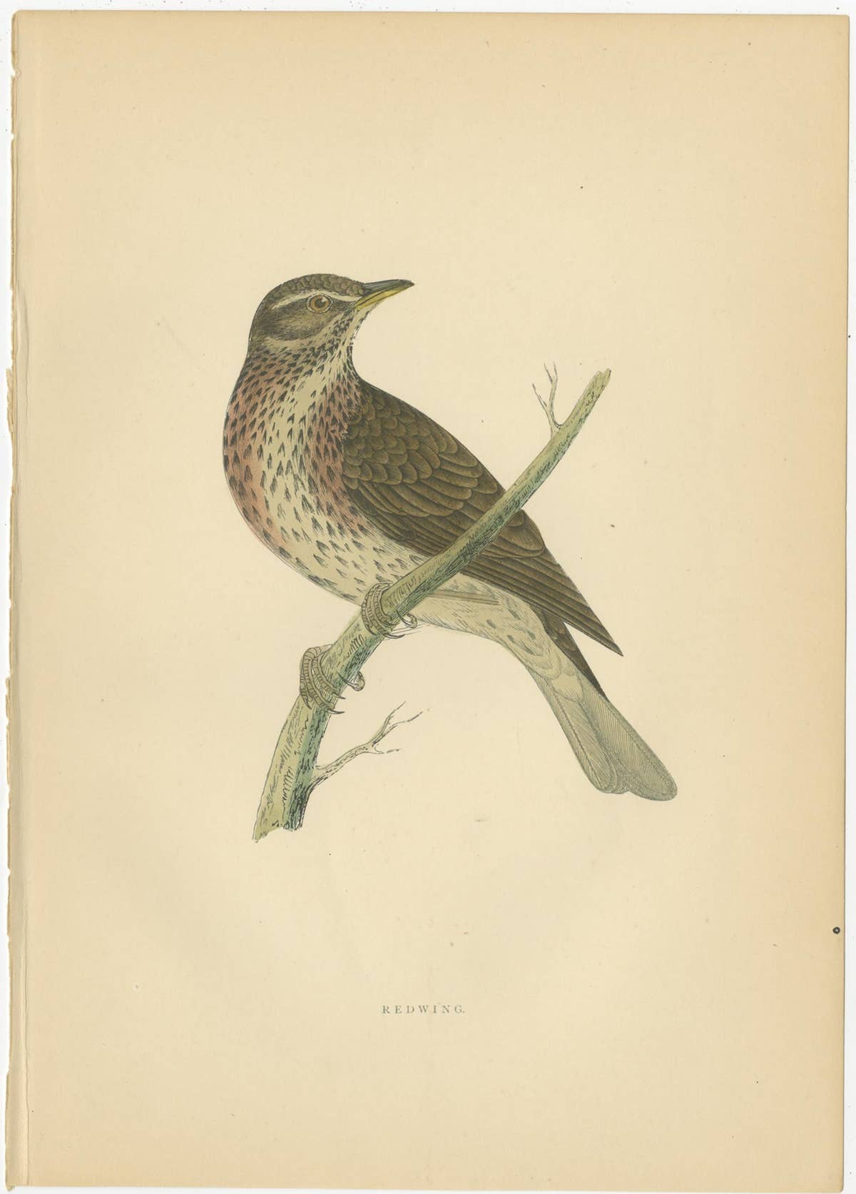 Set of 5 Antique Bird Prints Crow, Redwing, Thrush, Fieldfare 'circa 1860'
