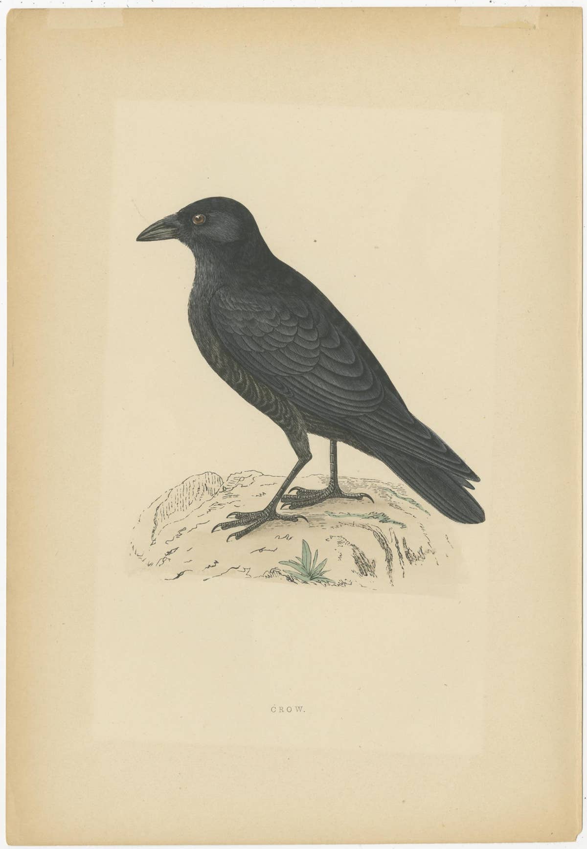 Set of 5 Antique Bird Prints Crow, Redwing, Thrush, Fieldfare 'circa 1860'