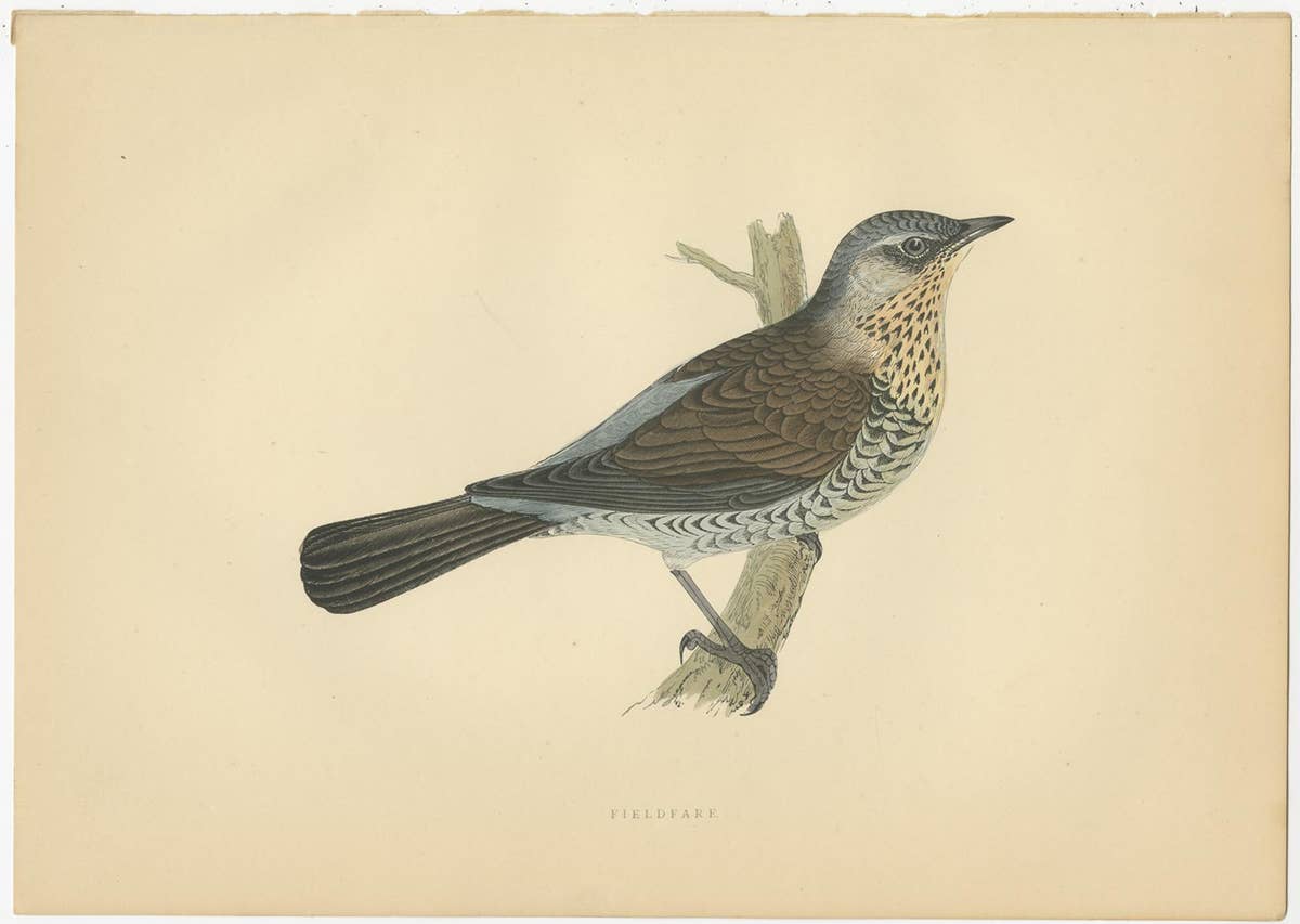 Set of 5 Antique Bird Prints Crow, Redwing, Thrush, Fieldfare 'circa 1860'