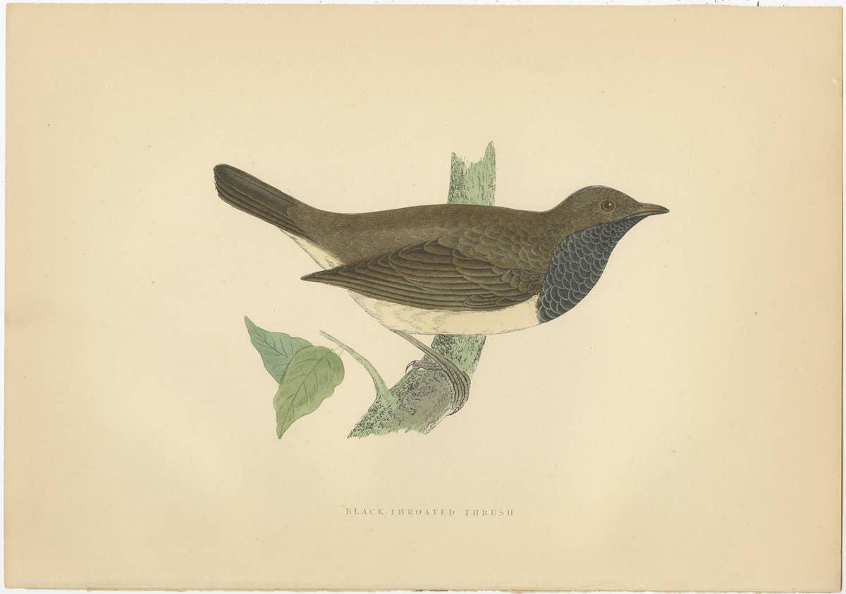 Set of 5 Antique Bird Prints Crow, Redwing, Thrush, Fieldfare 'circa 1860'