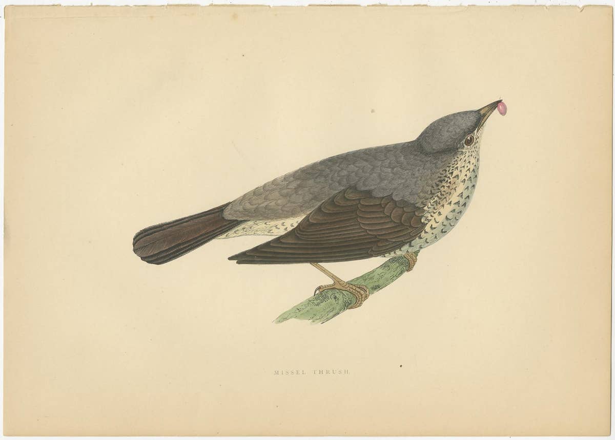 Set of 5 Antique Bird Prints Crow, Redwing, Thrush, Fieldfare 'circa 1860'