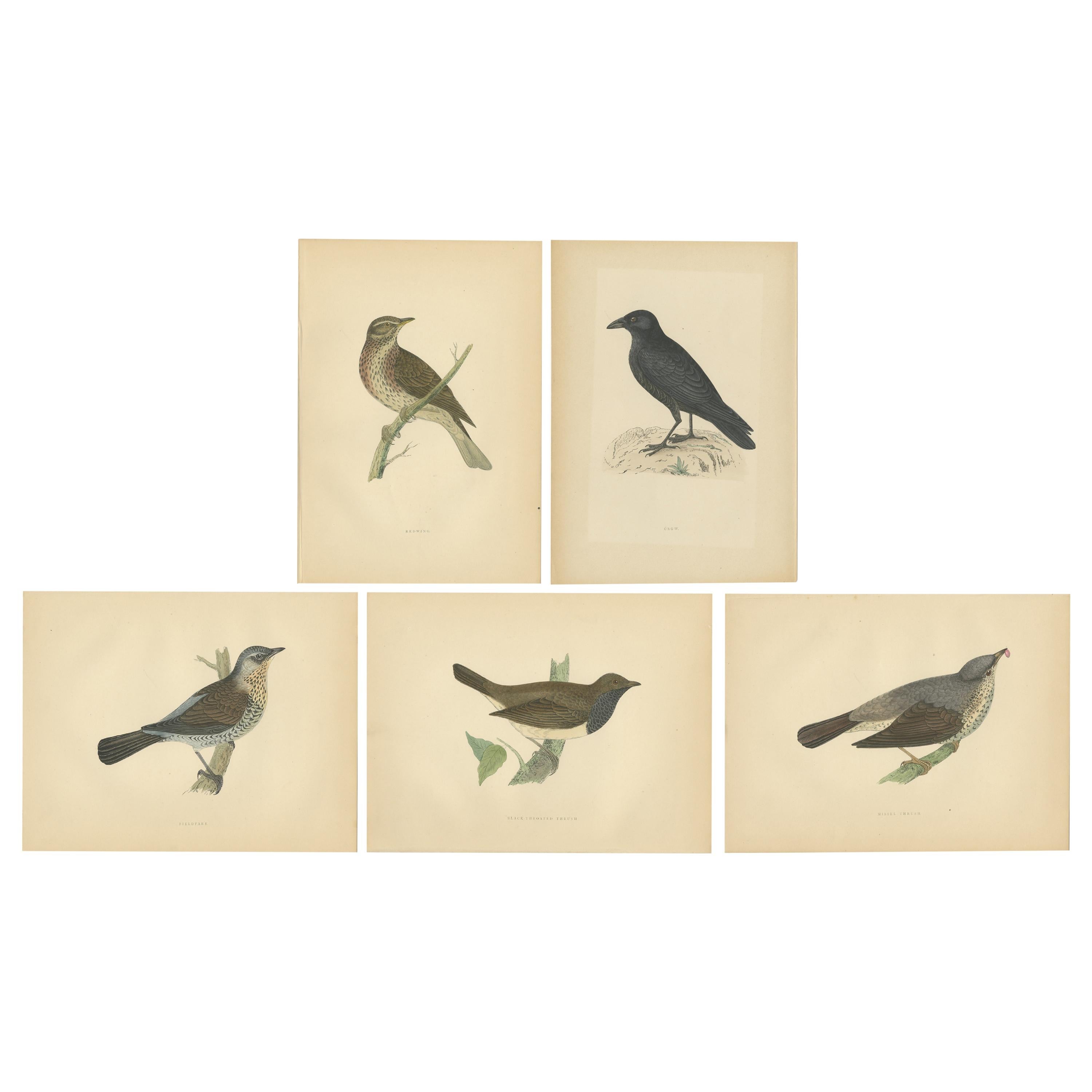 Set of 5 Antique Bird Prints Crow, Redwing, Thrush, Fieldfare 'circa 1860' For Sale