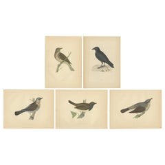 Ensemble de 5 estampes anciennes d'oiseaux Crow, Redwing, Thrush, Fieldfare, datant d'environ 1860