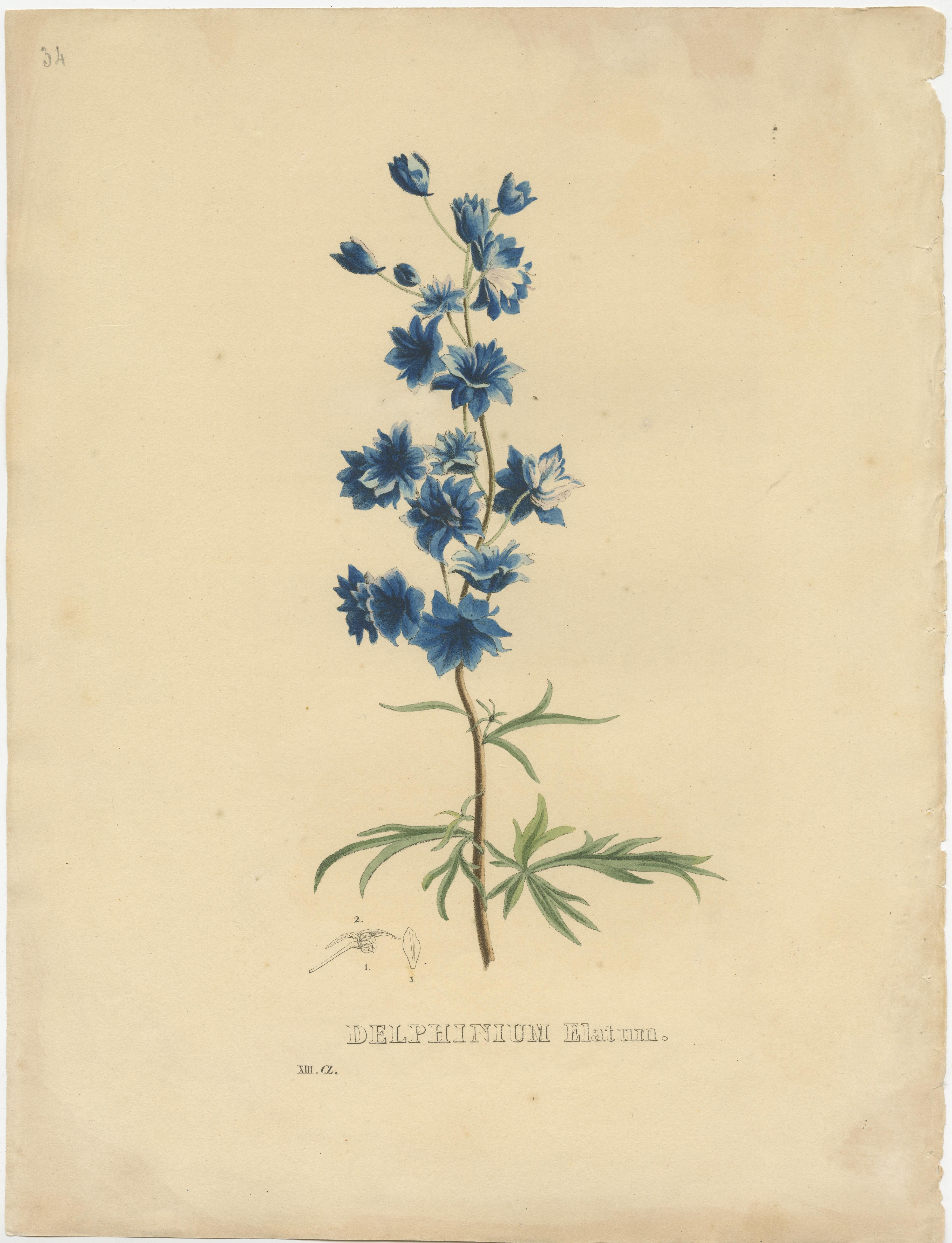19th Century Set of 5 Antique Botanical Prints of Delphinium Elatum and others