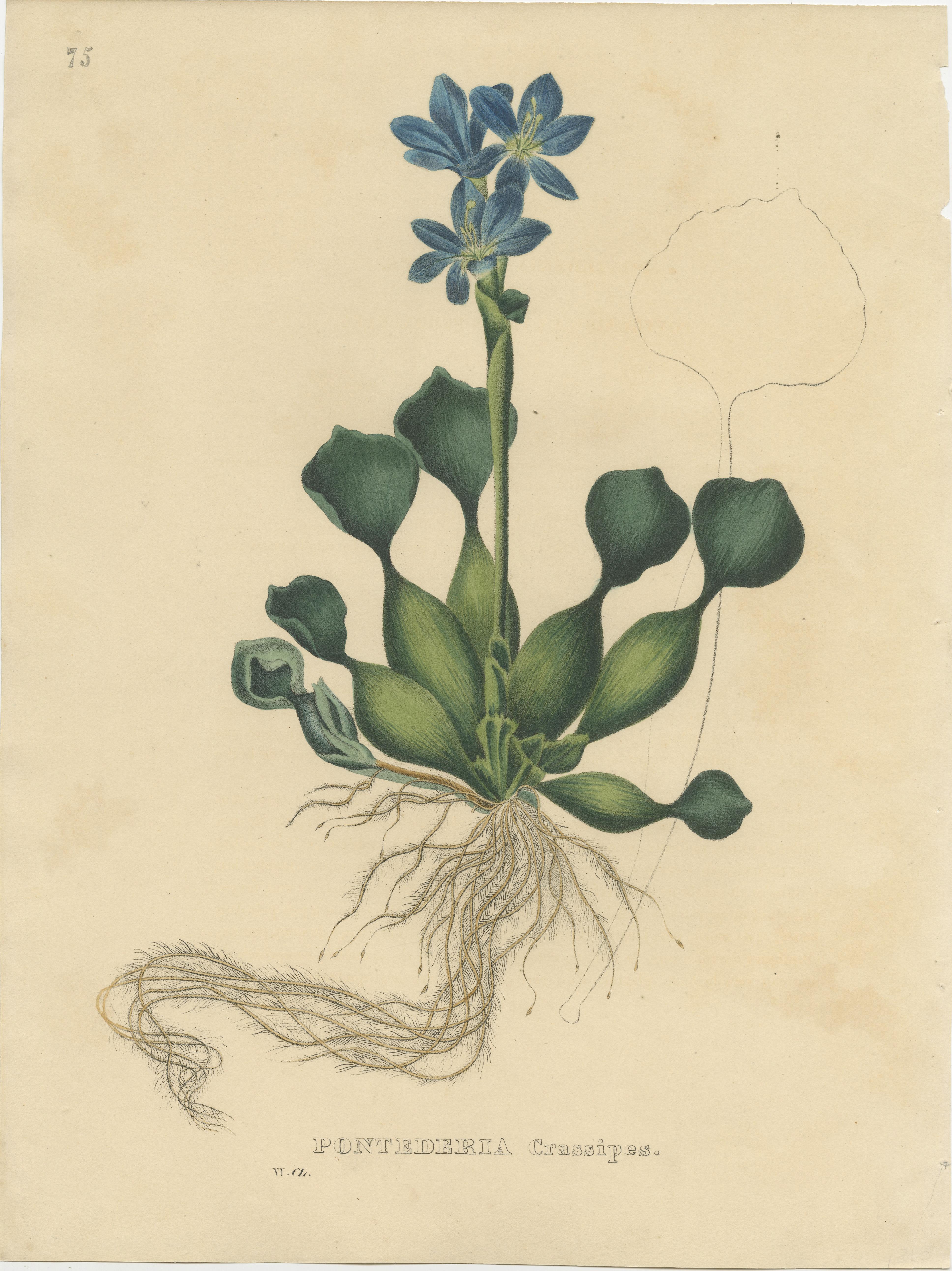 Paper Set of 5 Antique Botanical Prints of Delphinium Elatum and others