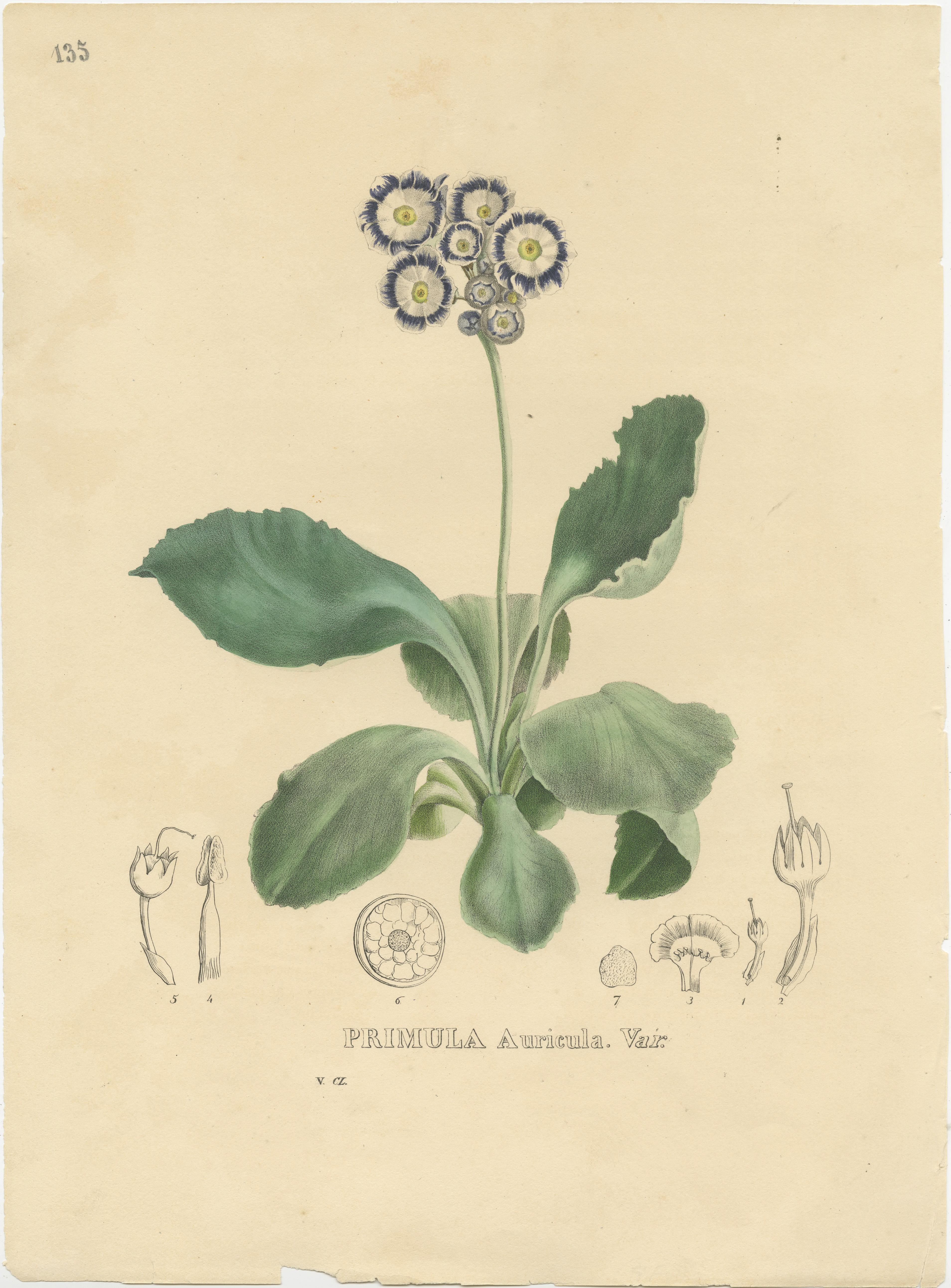 Set of 5 Antique Botanical Prints of Delphinium Elatum and others 1