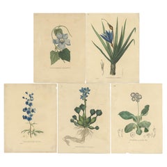Set of 5 Antique Botanical Prints of Delphinium Elatum and others