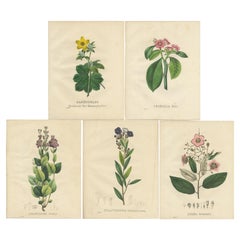 Set of 5 Antique Botanical Prints of the Diplusodon and others