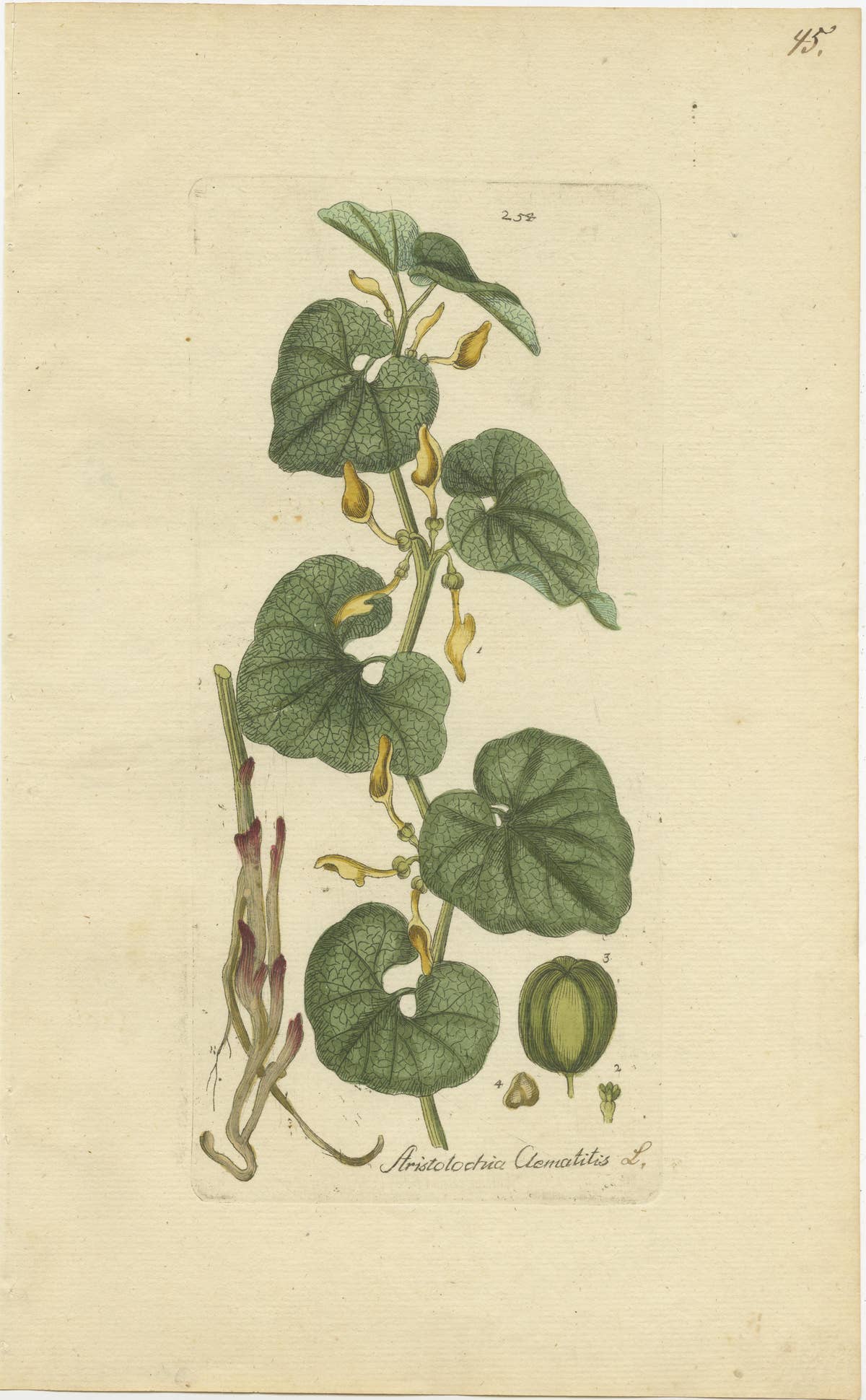 Set of 5 Antique Botany Prints - Aristolochia Species