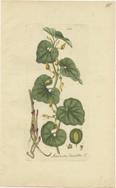 Set di 5 stampe antiche di botanica - Specie di Aristolochia