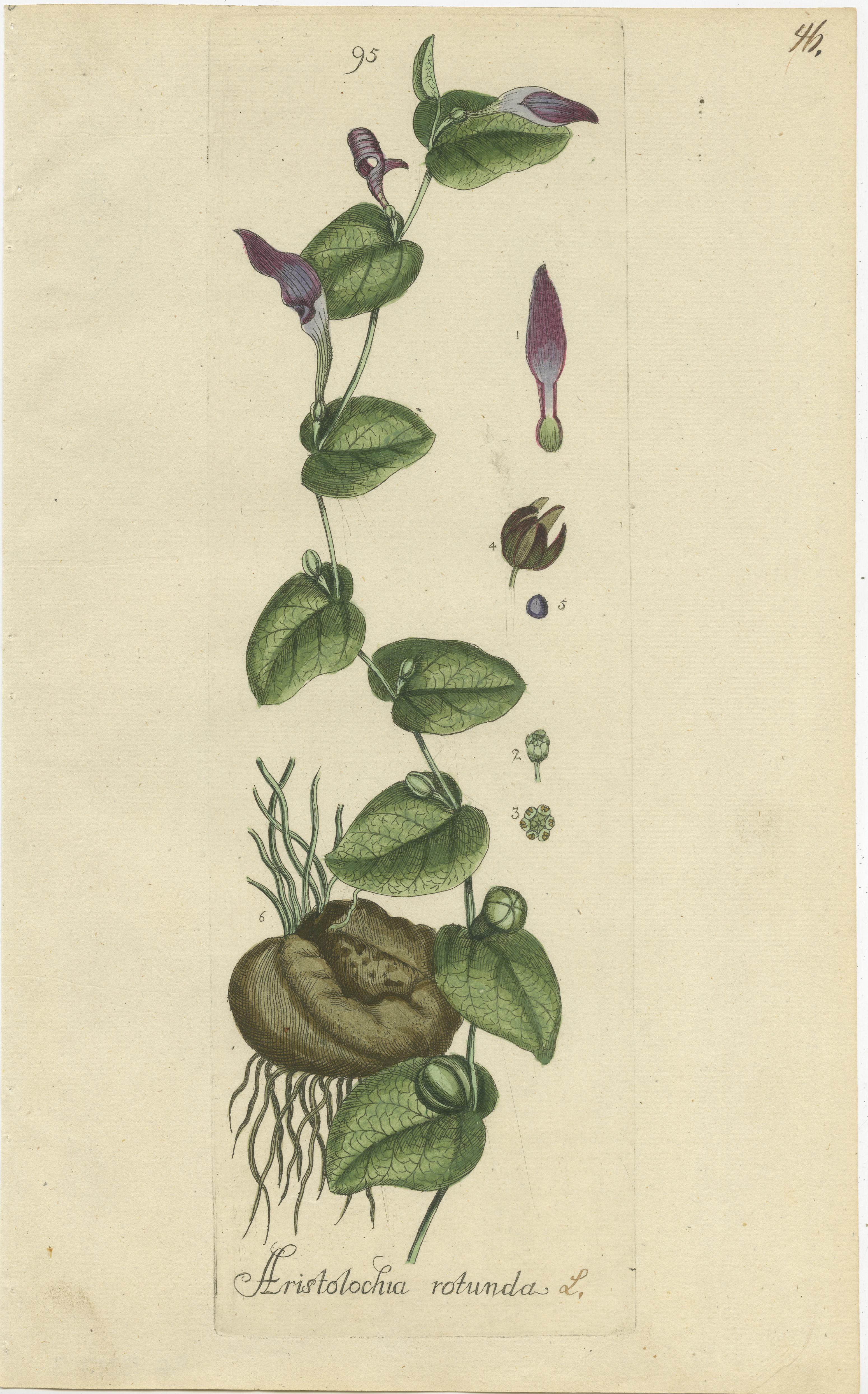 Set of 5 Antique Botany Prints - Aristolochia Species In Good Condition For Sale In Langweer, NL