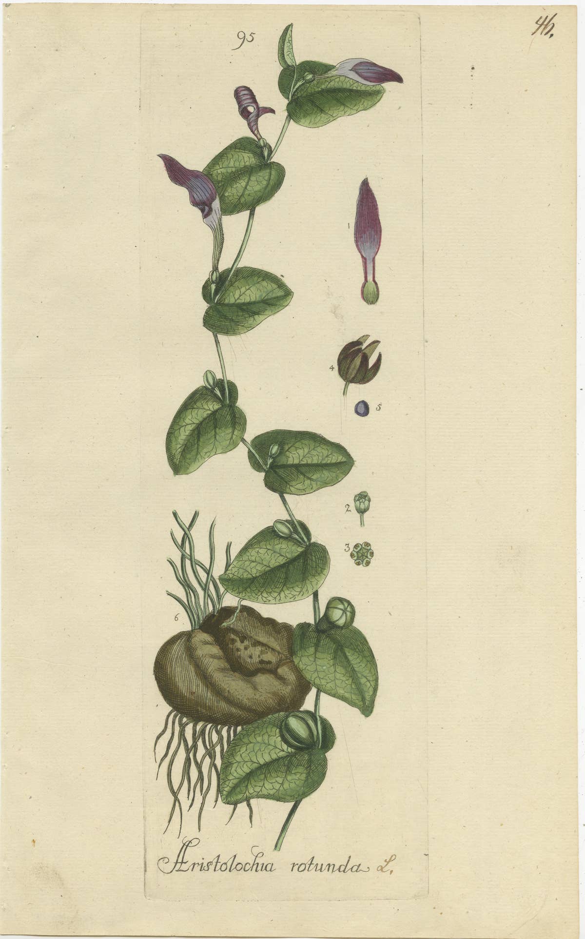 Set of 5 Antique Botany Prints - Aristolochia Species