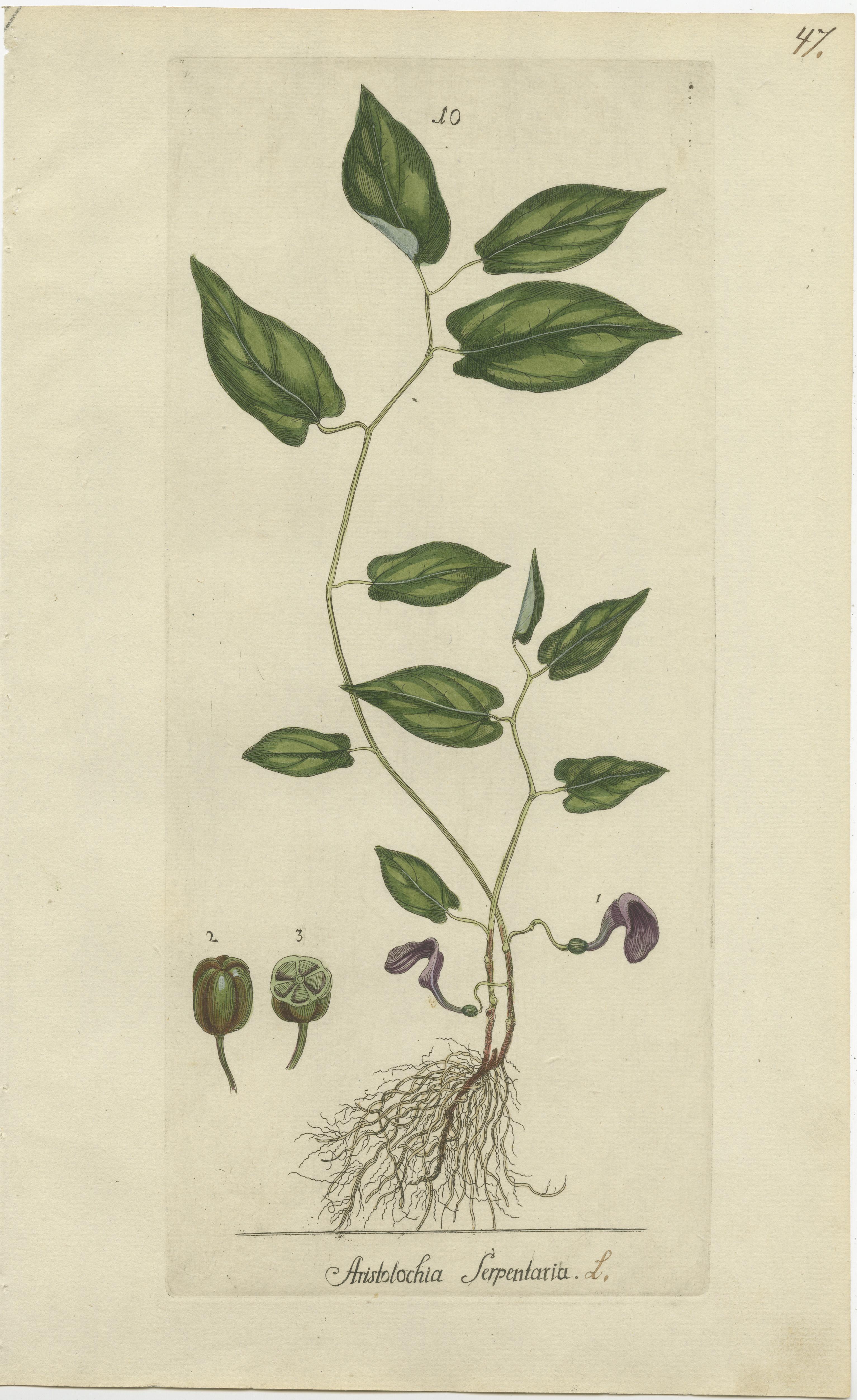 18th Century Set of 5 Antique Botany Prints - Aristolochia Species For Sale