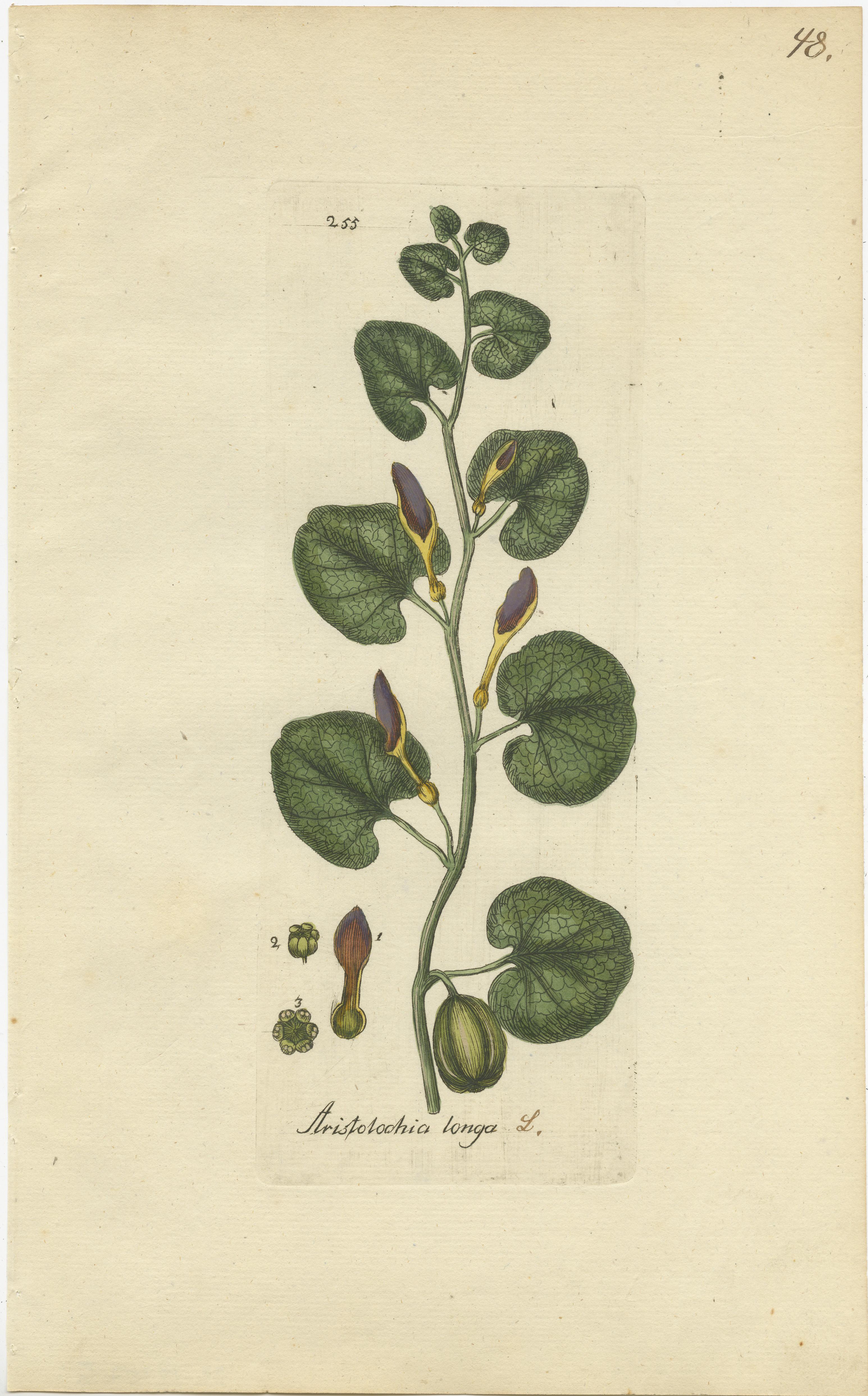 Paper Set of 5 Antique Botany Prints - Aristolochia Species For Sale