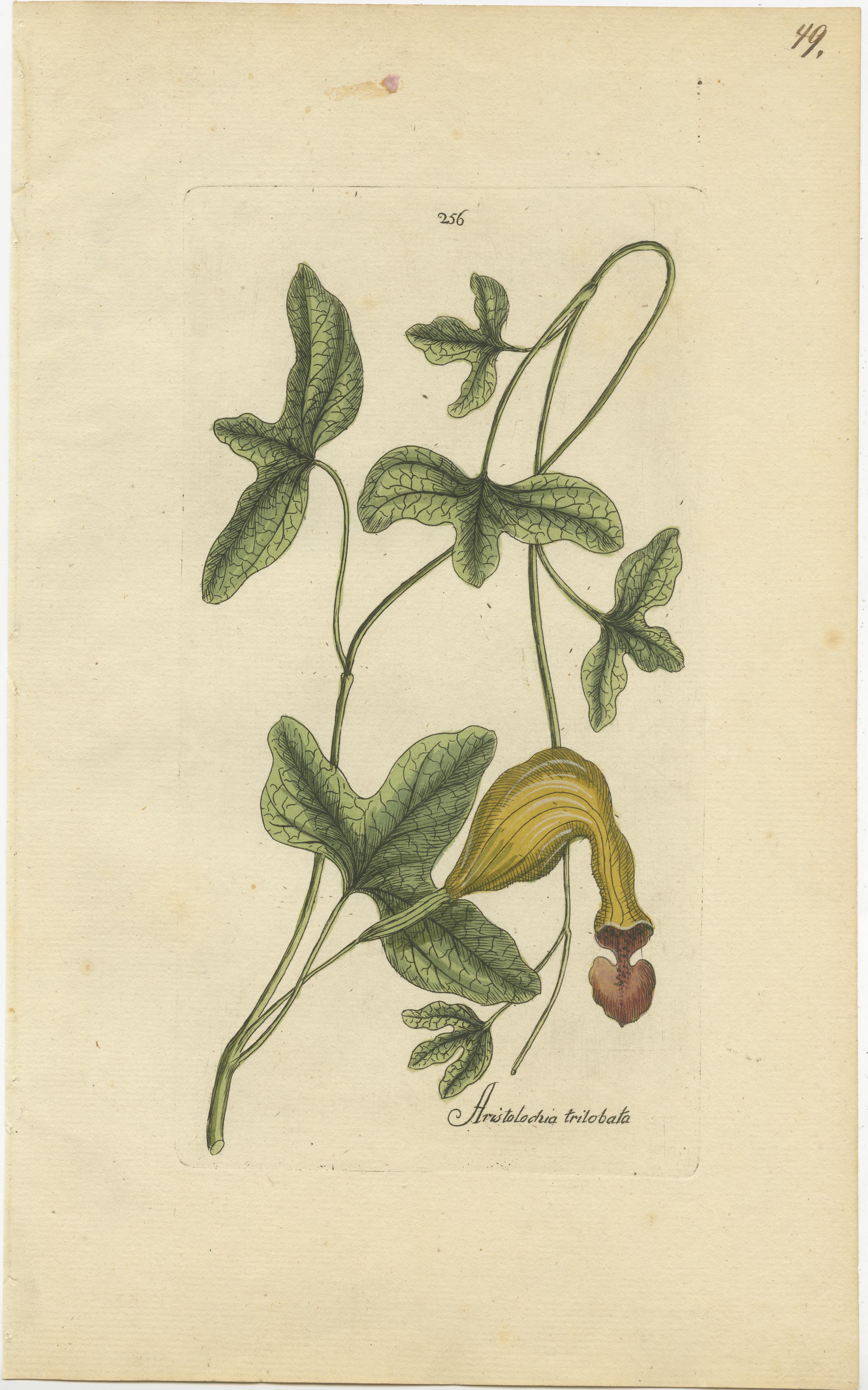 Set of 5 Antique Botany Prints - Aristolochia Species For Sale 1