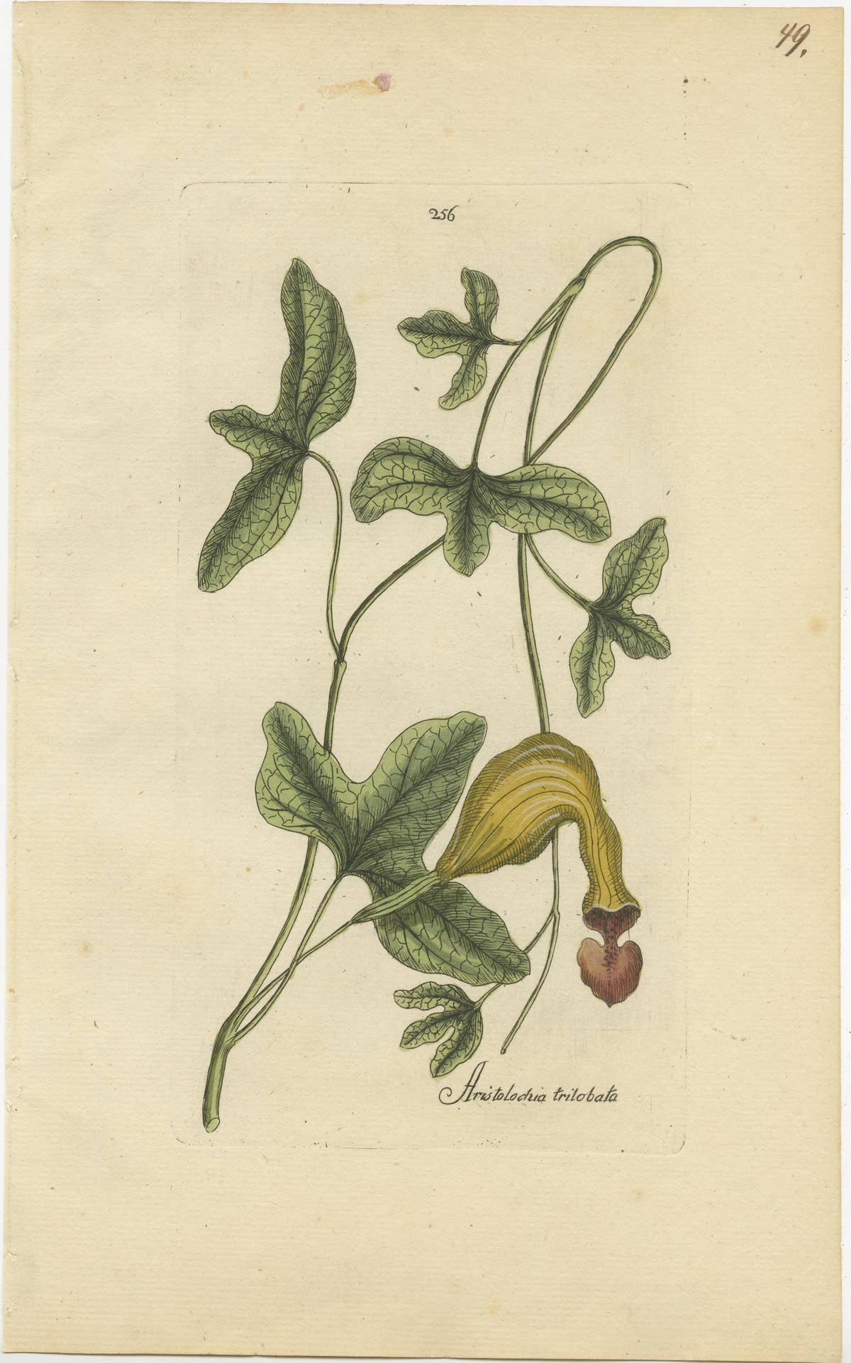 Set of 5 Antique Botany Prints - Aristolochia Species