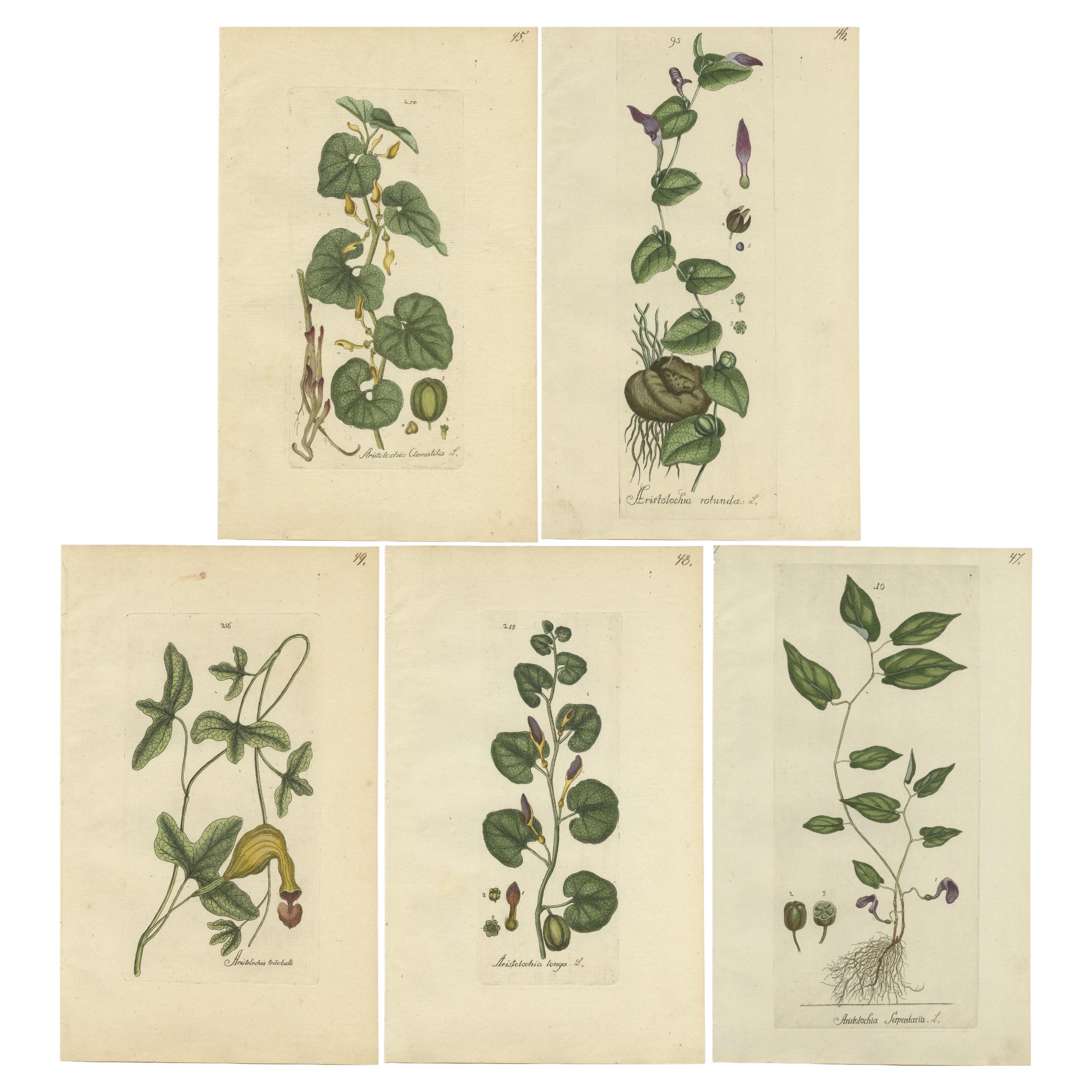 Set von 5 antiken Botanik-Druckdrucken – Aristolochia-Exemplare