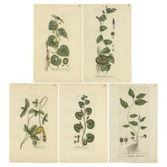 Set of 5 Antique Botany Prints - Aristolochia Species