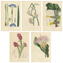Set of 5 Antique Botany Prints, Gladiolus, Burtonia, Barringtonia '1848'