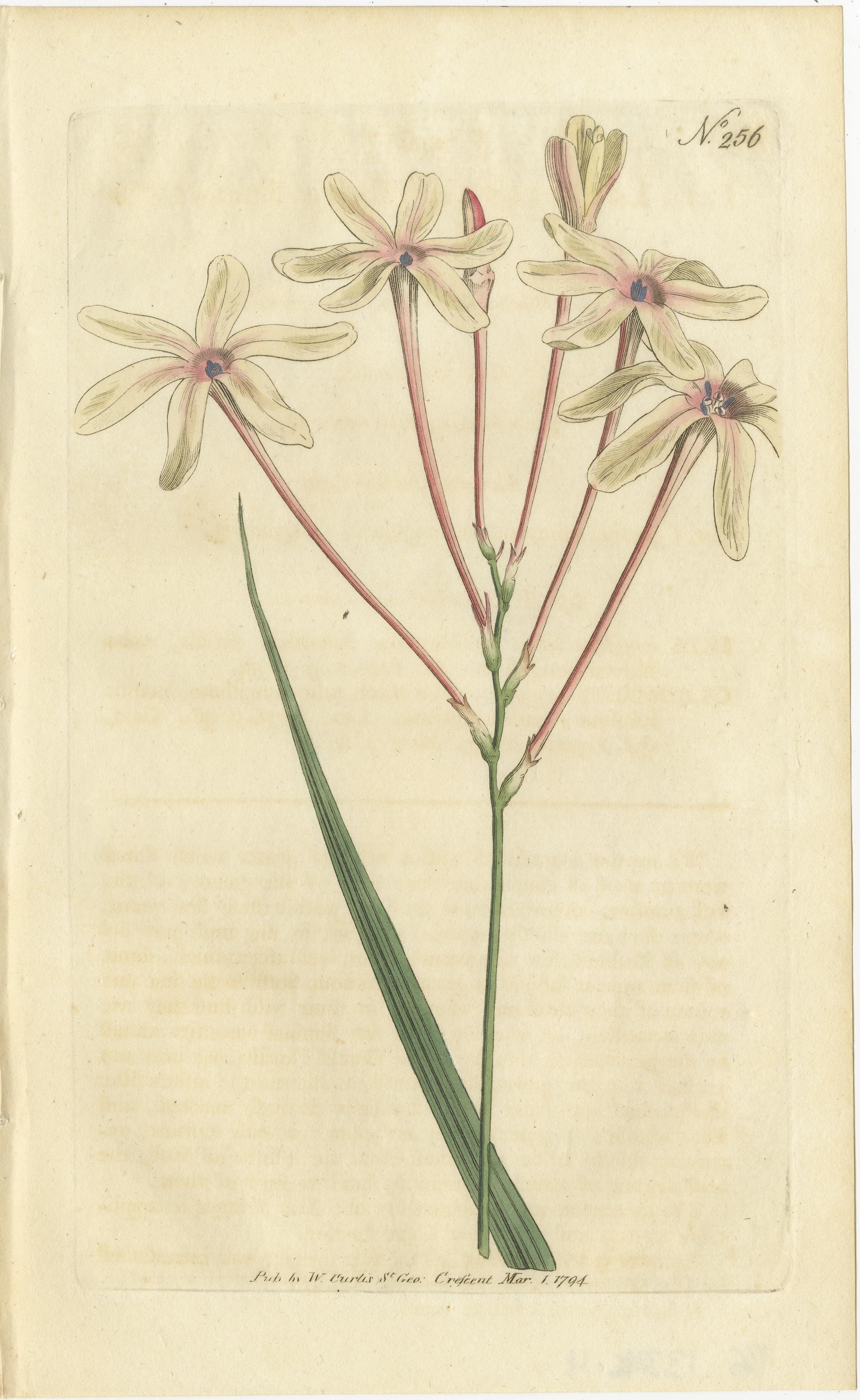 Set of 5 antique botany prints. It shows the Long-Flower'd Ixia, Plantain-Leaved Crowfoot, Neapolitan Star of Bethlehem, Square-Leaved Corn-Flag and One-Flowered Diosma. These prints originate from 'The Botanical Magazine; or Flower-Garden Displayed