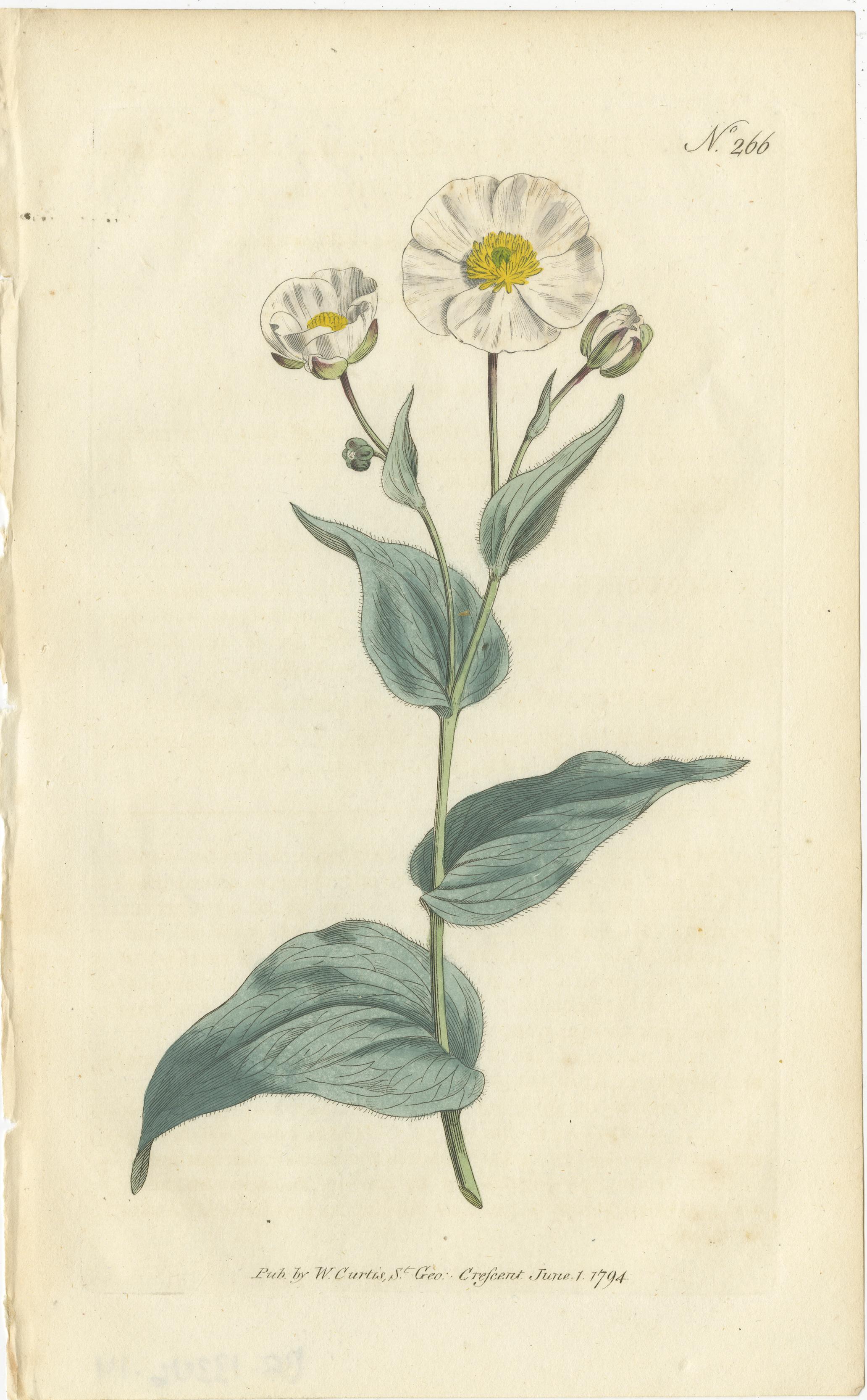 Engraved Set of 5 Antique Botany Prints - Ixia - Crowfoot - Diosma