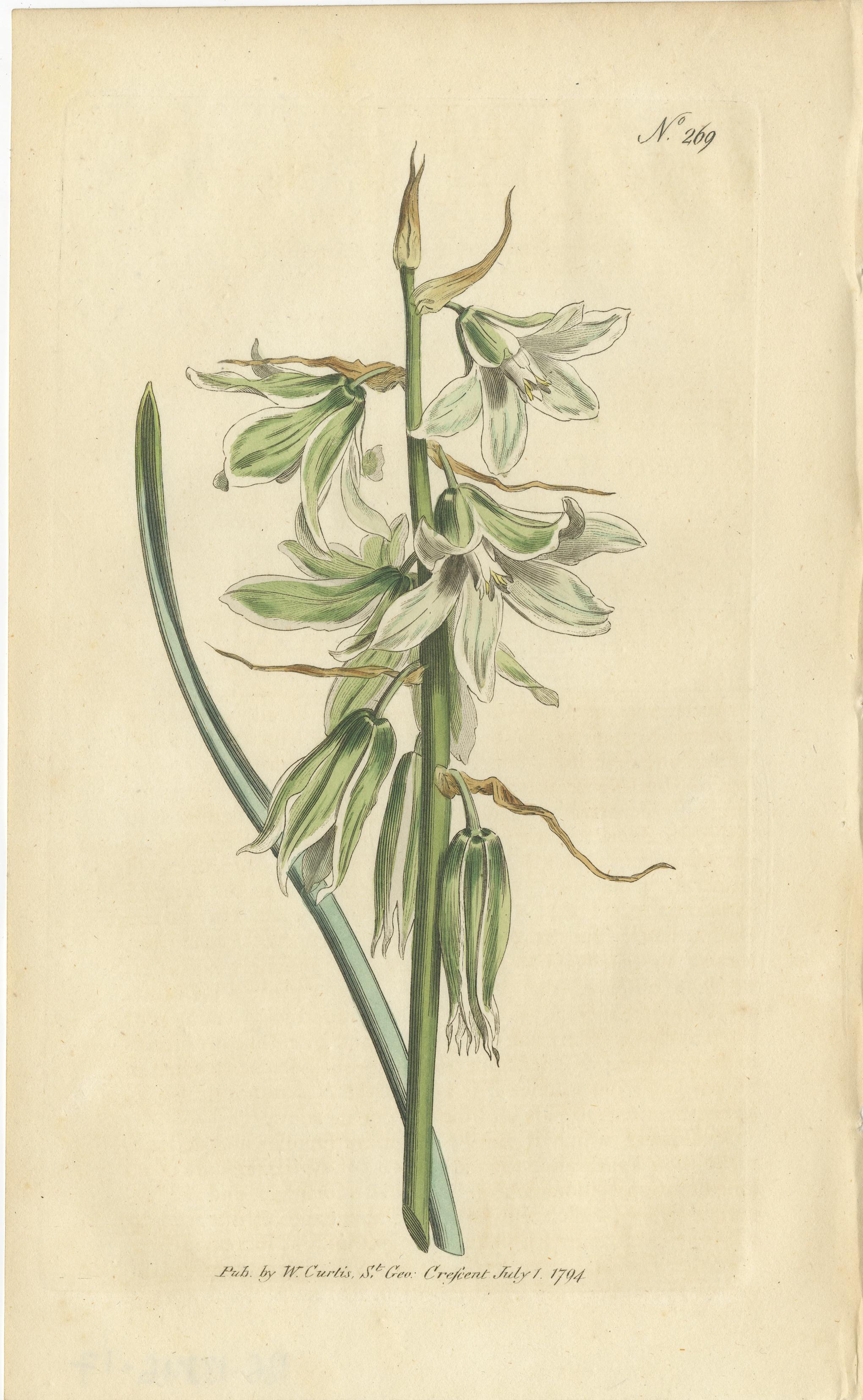 Set of 5 Antique Botany Prints - Ixia - Crowfoot - Diosma In Good Condition In Langweer, NL