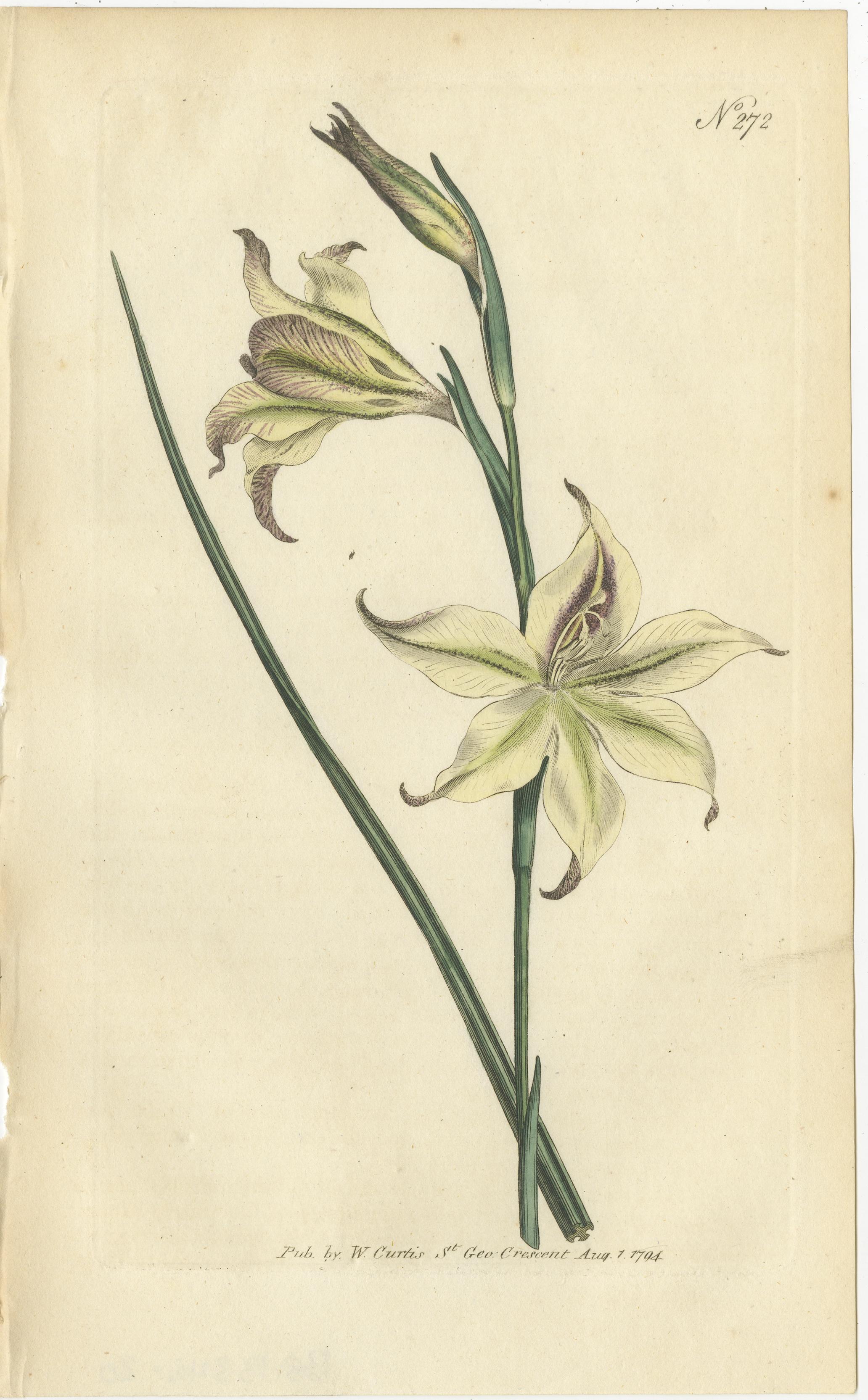 18th Century Set of 5 Antique Botany Prints - Ixia - Crowfoot - Diosma