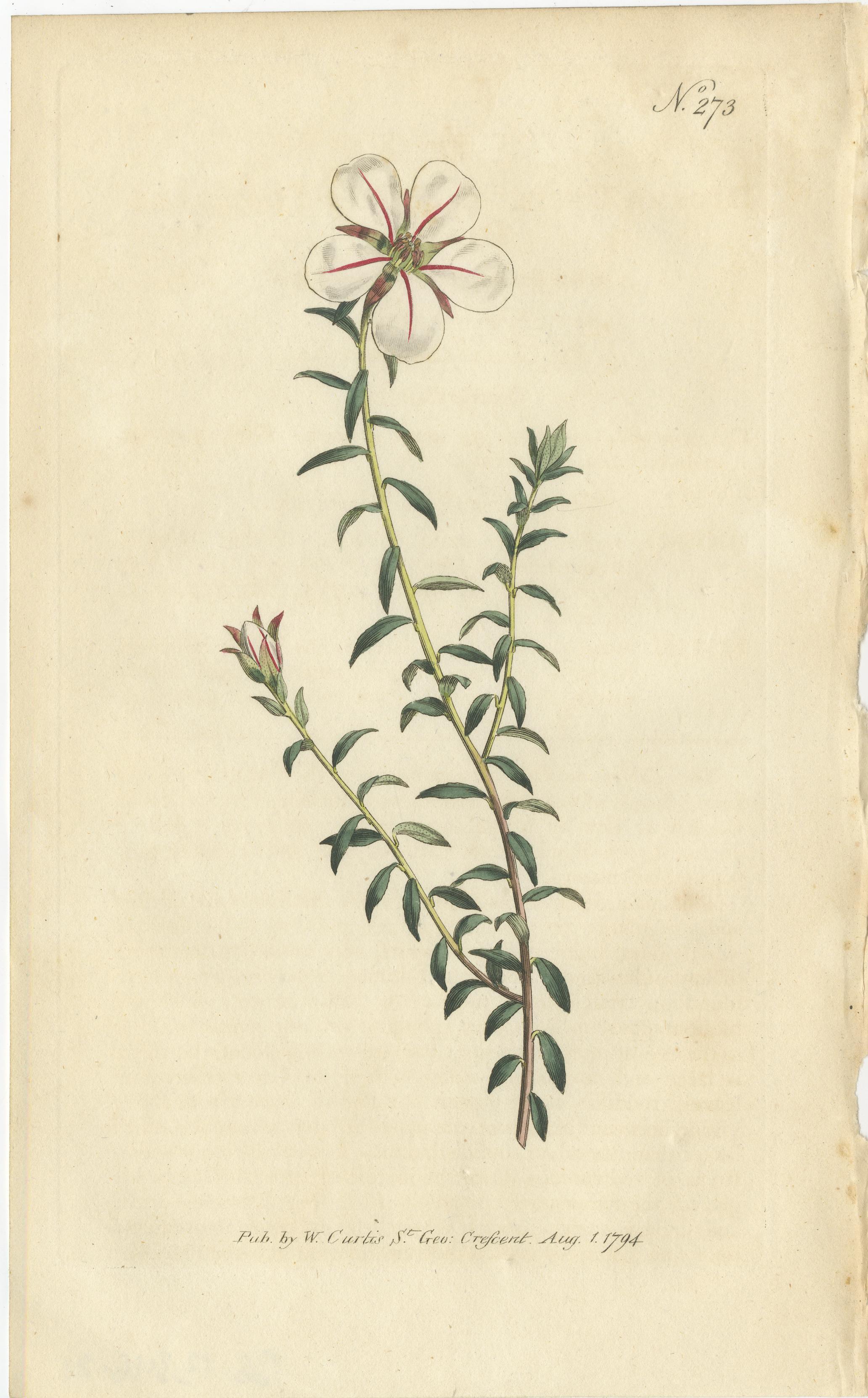 Paper Set of 5 Antique Botany Prints - Ixia - Crowfoot - Diosma