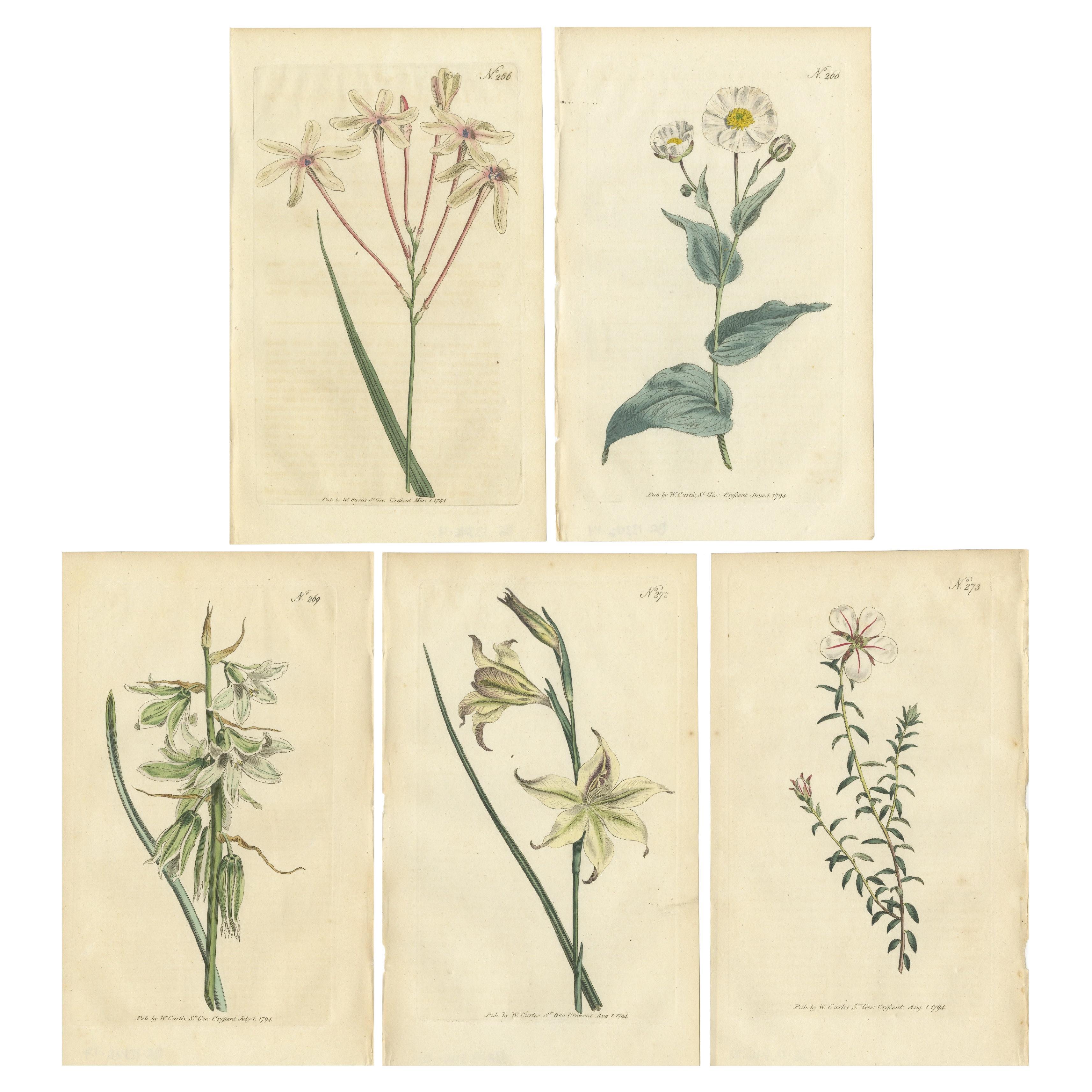 Set of 5 Antique Botany Prints - Ixia - Crowfoot - Diosma