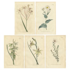 Set of 5 Antique Botany Prints - Ixia - Crowfoot - Diosma