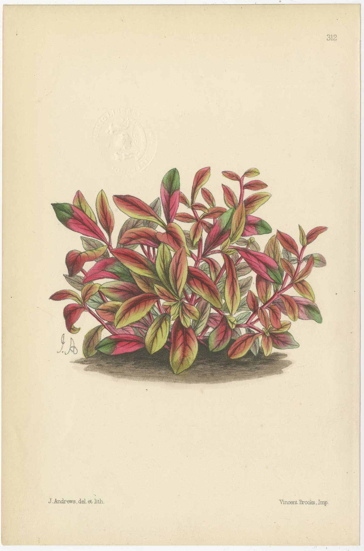 Set of 5 Antique Botany Prints, Mixed Colors, by Brooks 'c.1870'