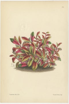 Set of 5 Antique Botany Prints, Mixed Colors, by Brooks 'c.1870'