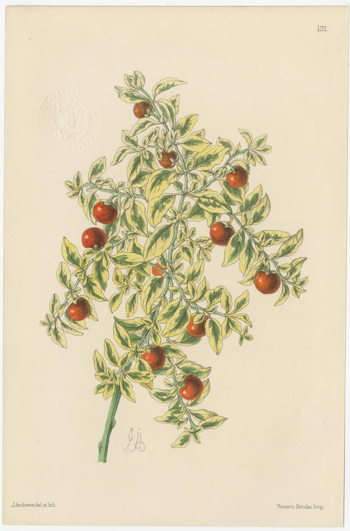 Set of 5 Antique Botany Prints, Mixed Colors, by Brooks 'c.1870'