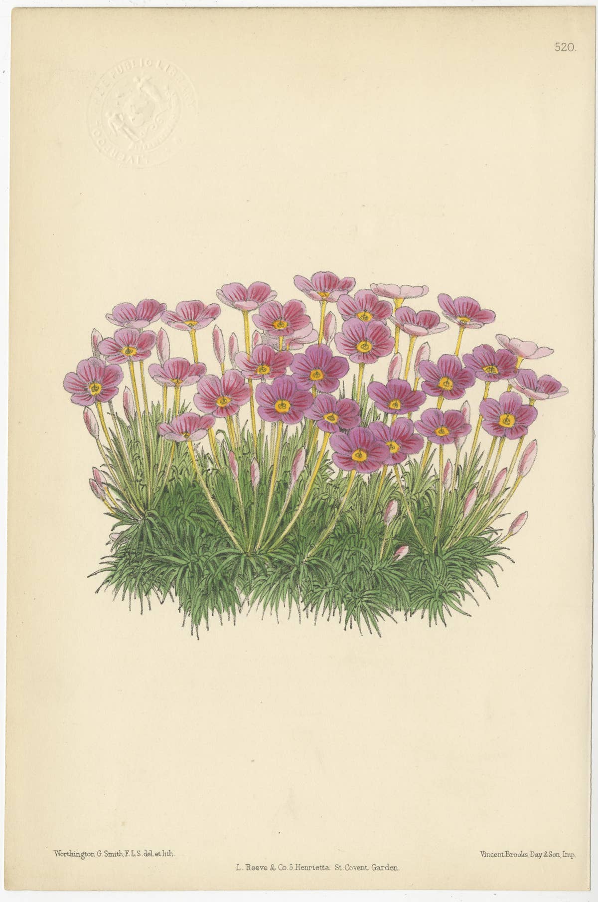 Set of 5 Antique Botany Prints, Mixed Colors, by Brooks 'c.1870'