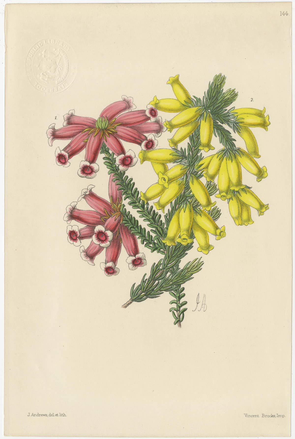 Set of 5 Antique Botany Prints, Mixed Colors, by Brooks 'c.1870'