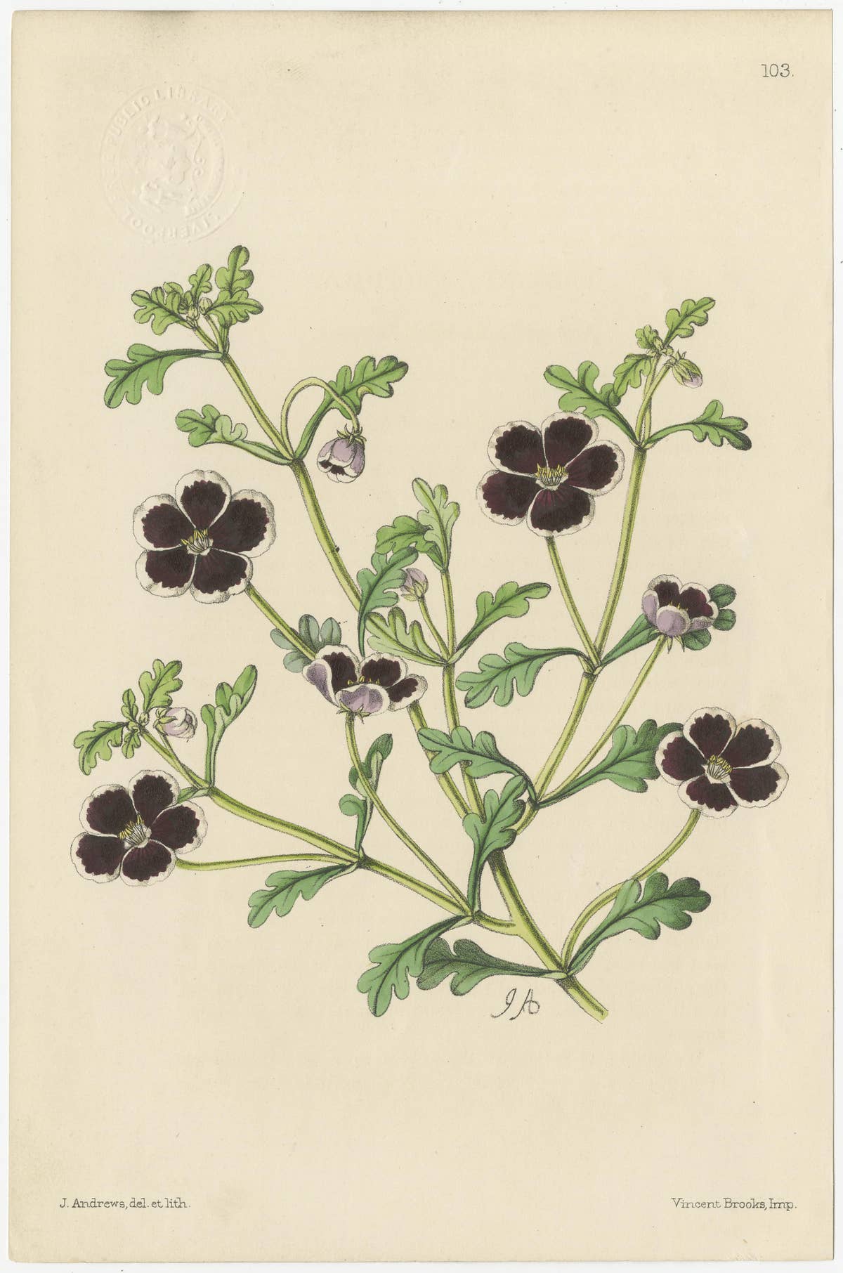 Set of 5 Antique Botany Prints, Mixed Colors, by Brooks 'c.1870'