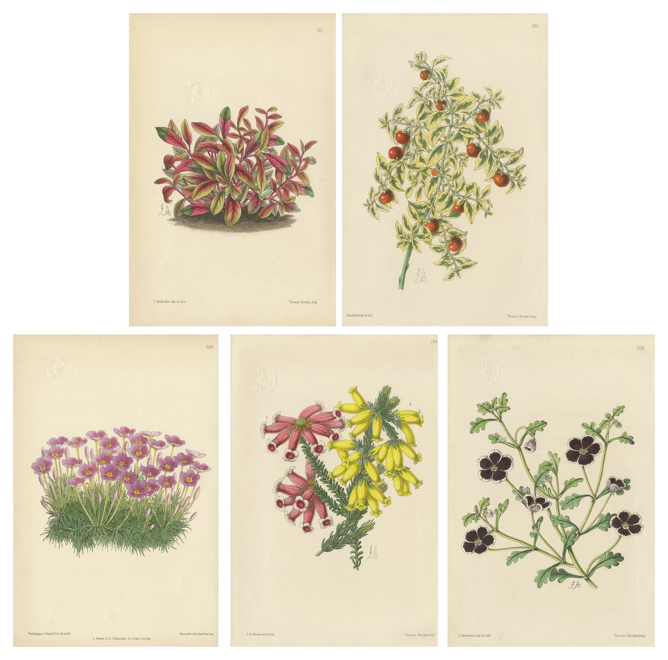 Set of 5 Antique Botany Prints, Mixed Colors, by Brooks 'c.1870' For Sale