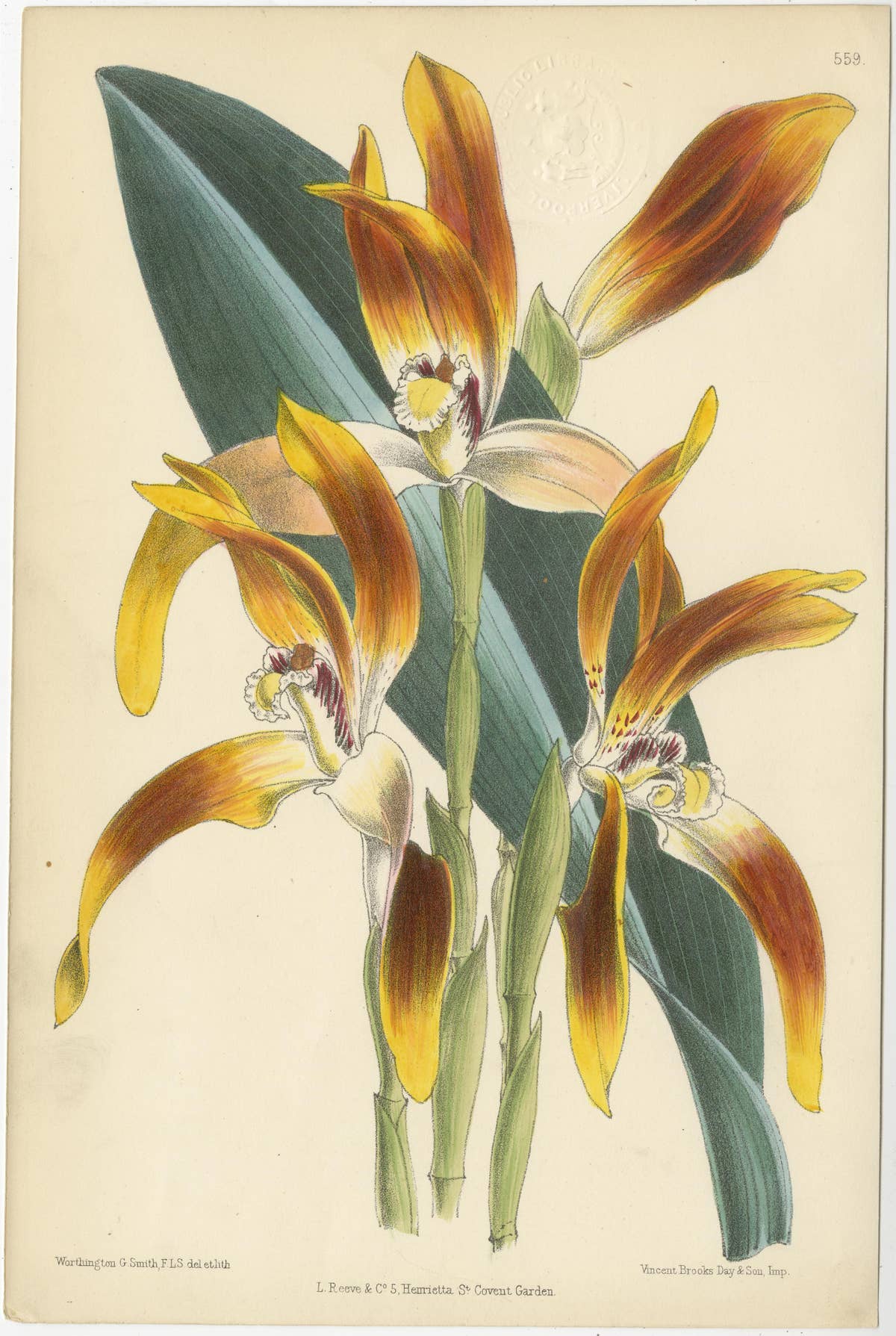 Set of 5 Antique Botany Prints, Orange, by Brooks 'c.1870'