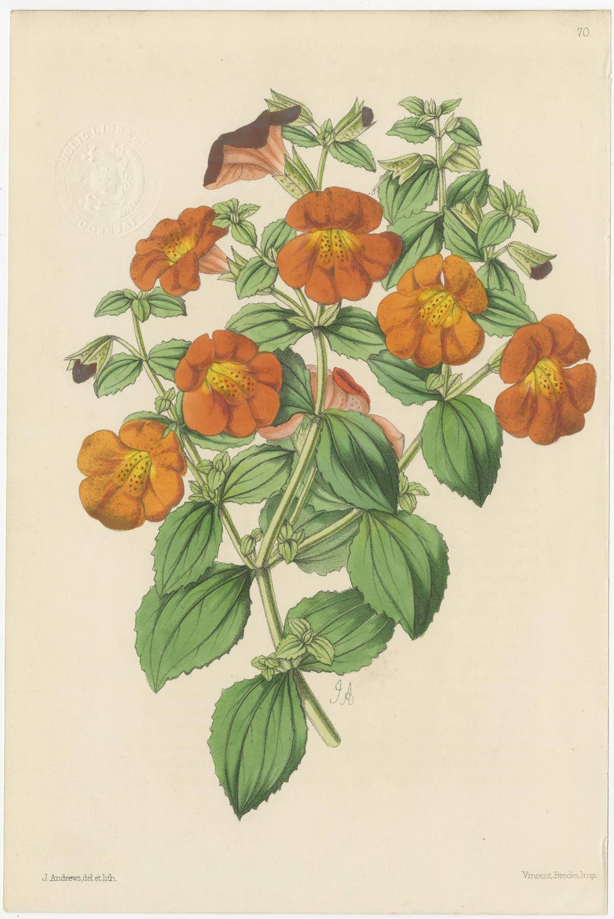 Set of 5 Antique Botany Prints, Orange, by Brooks 'c.1870'