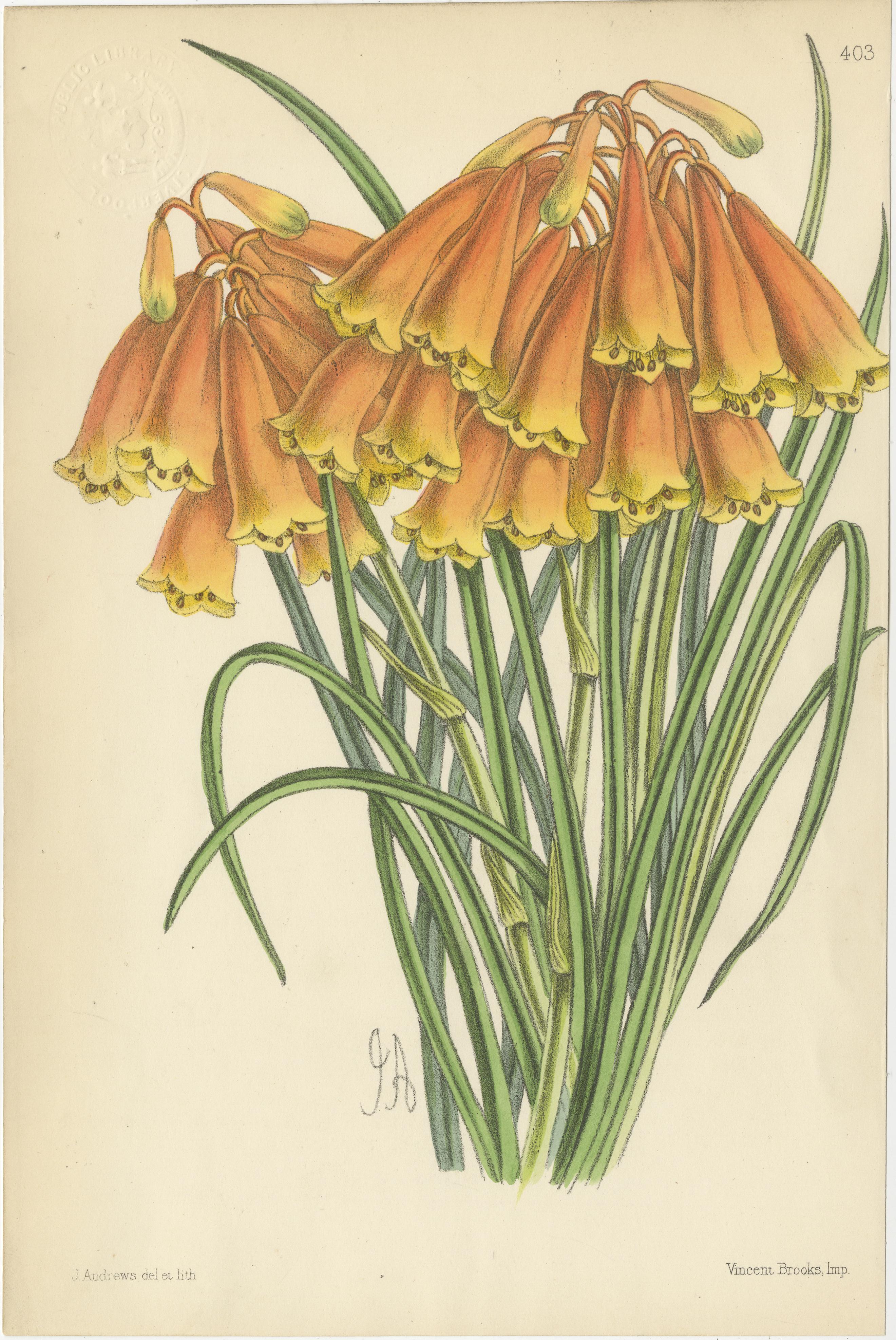 antique vintage botanical prints