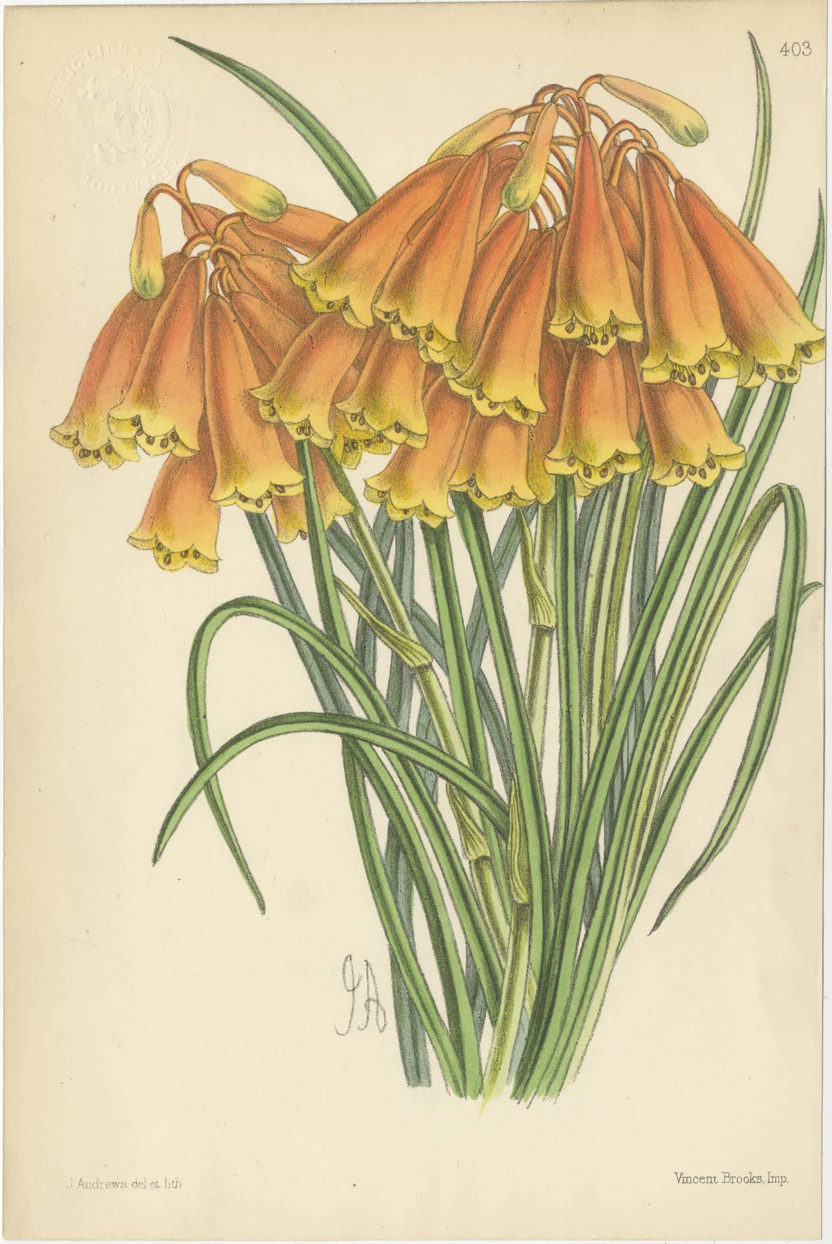 Set of 5 Antique Botany Prints, Orange, by Brooks 'c.1870'